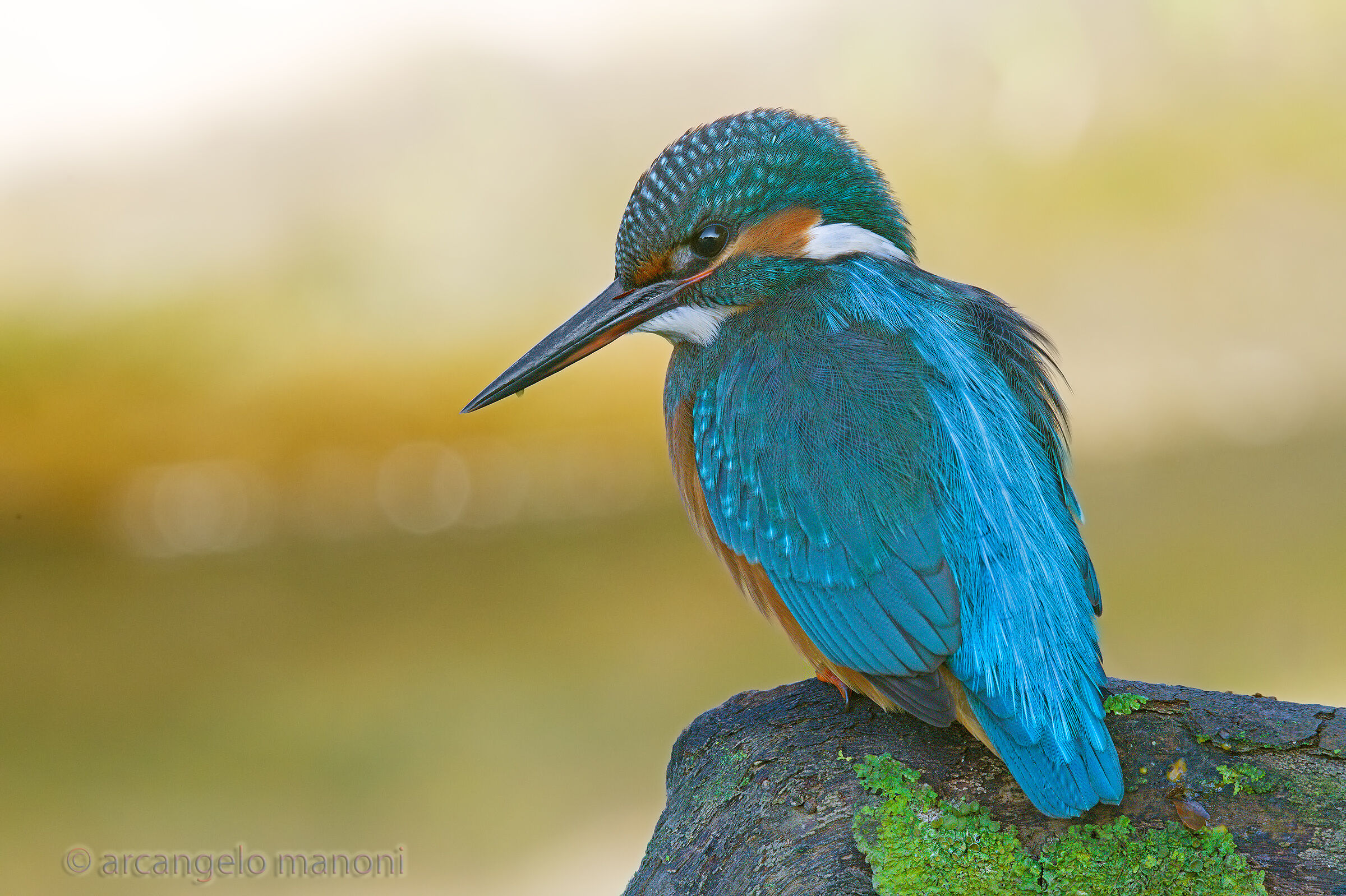 A Martin in the Shade