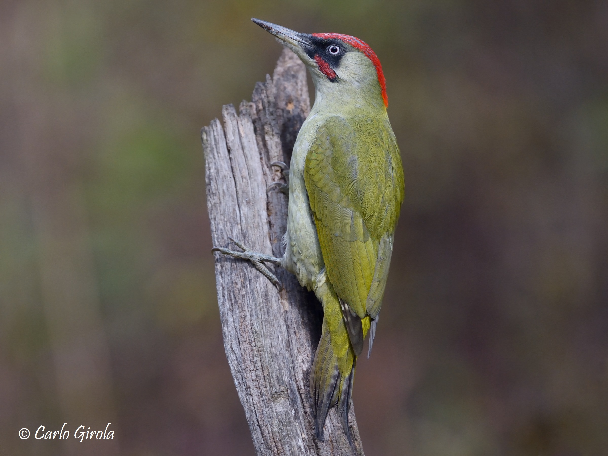Green Woodpecker (Picus viridis)