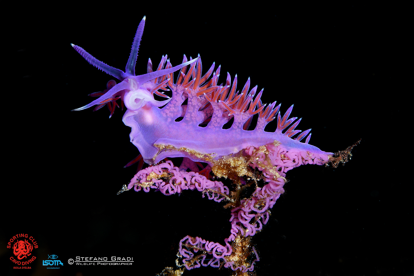 Flabellina - deposizione delle uova