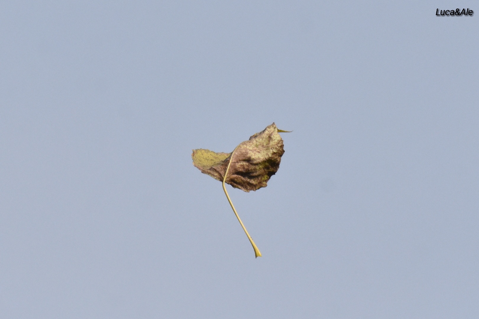 La caduta della foglia