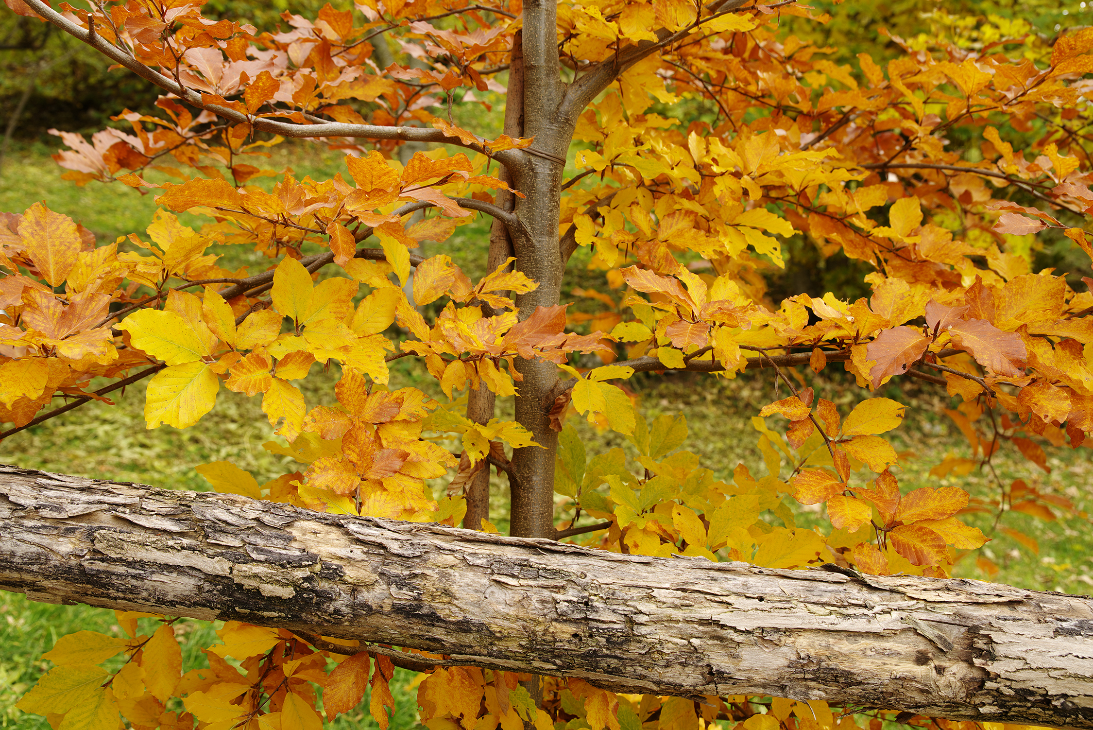Il faggio in livrea autunnale