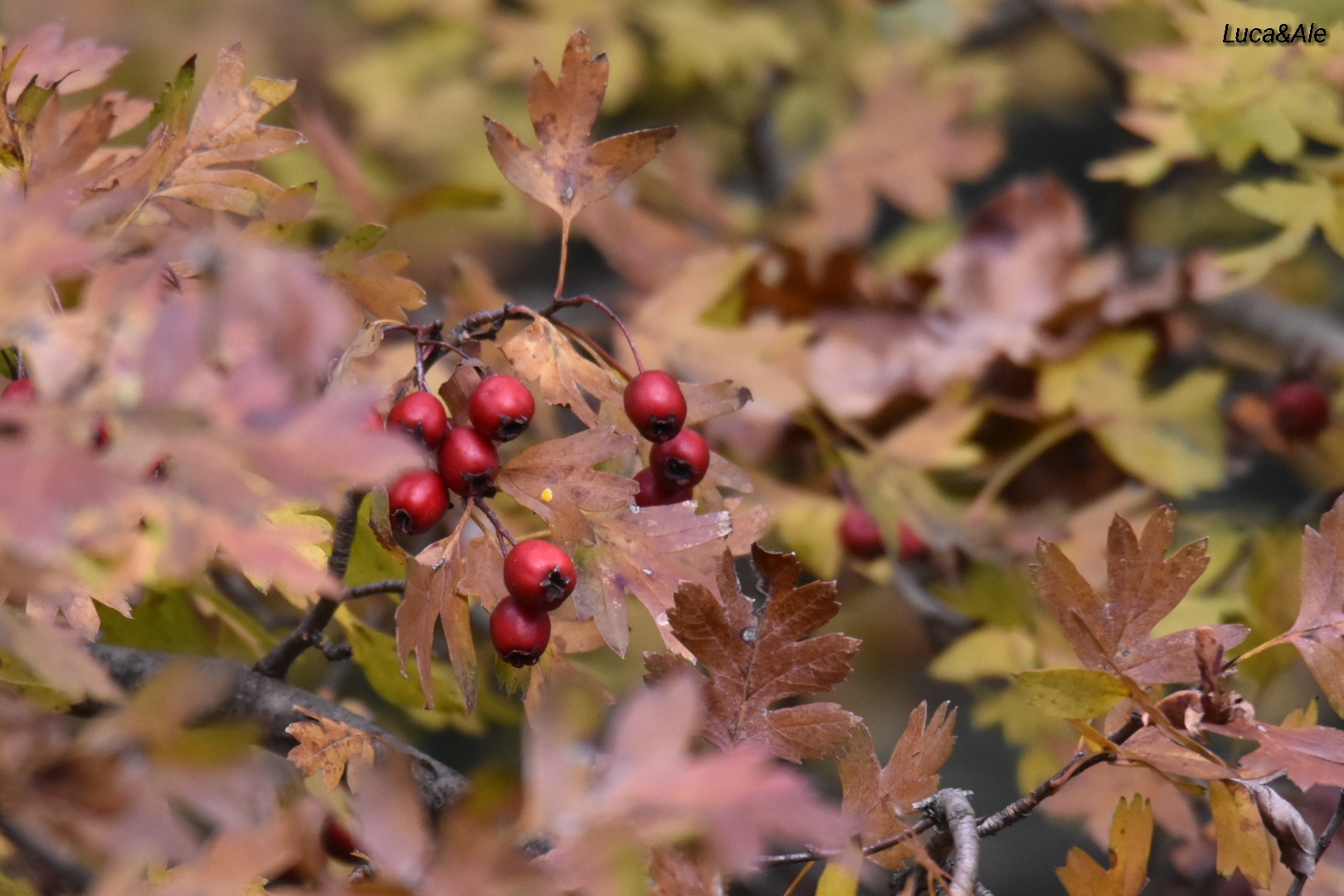 Berries