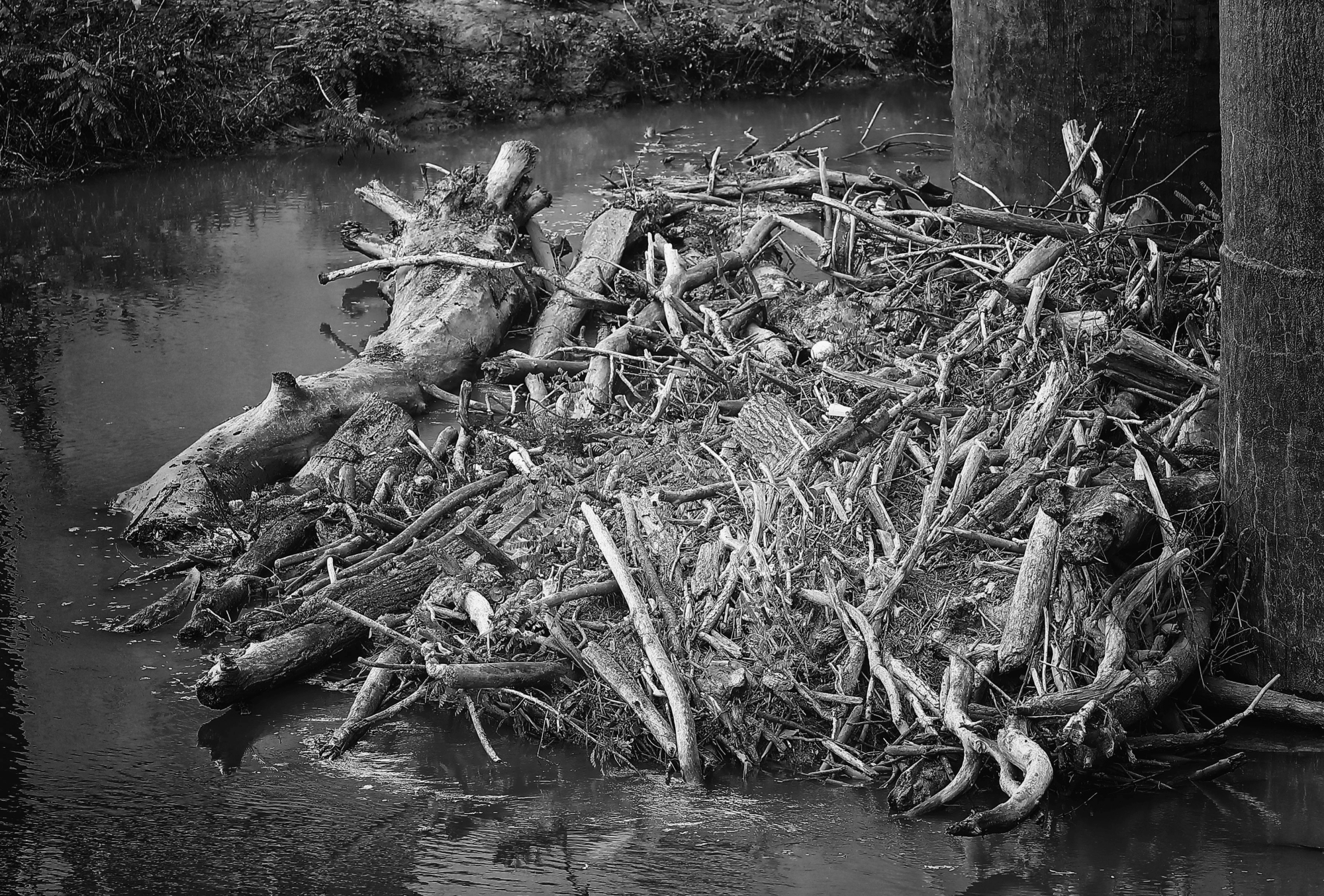 Rhine River - 01/11/2020