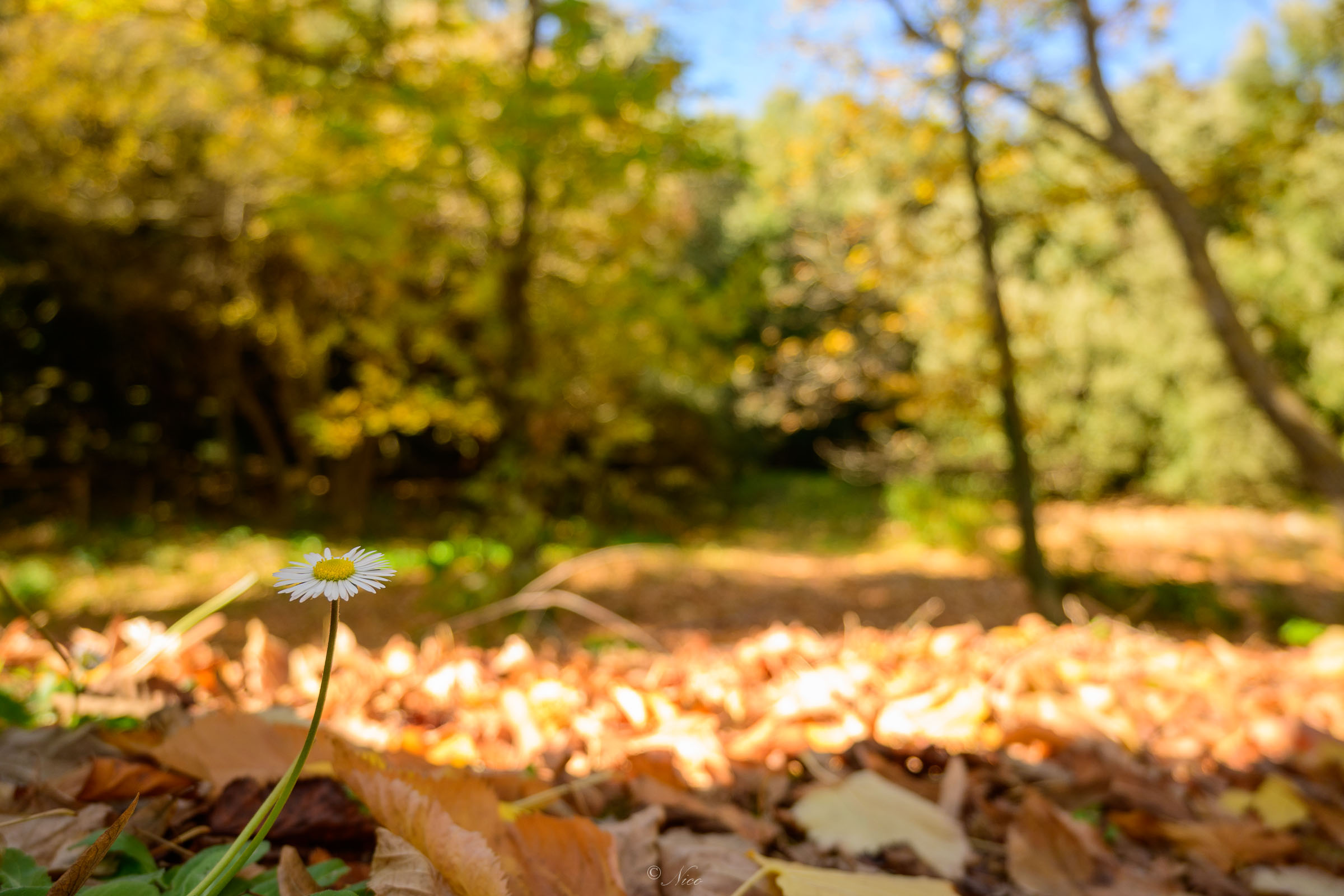 Una margherita tra i colori autunnali