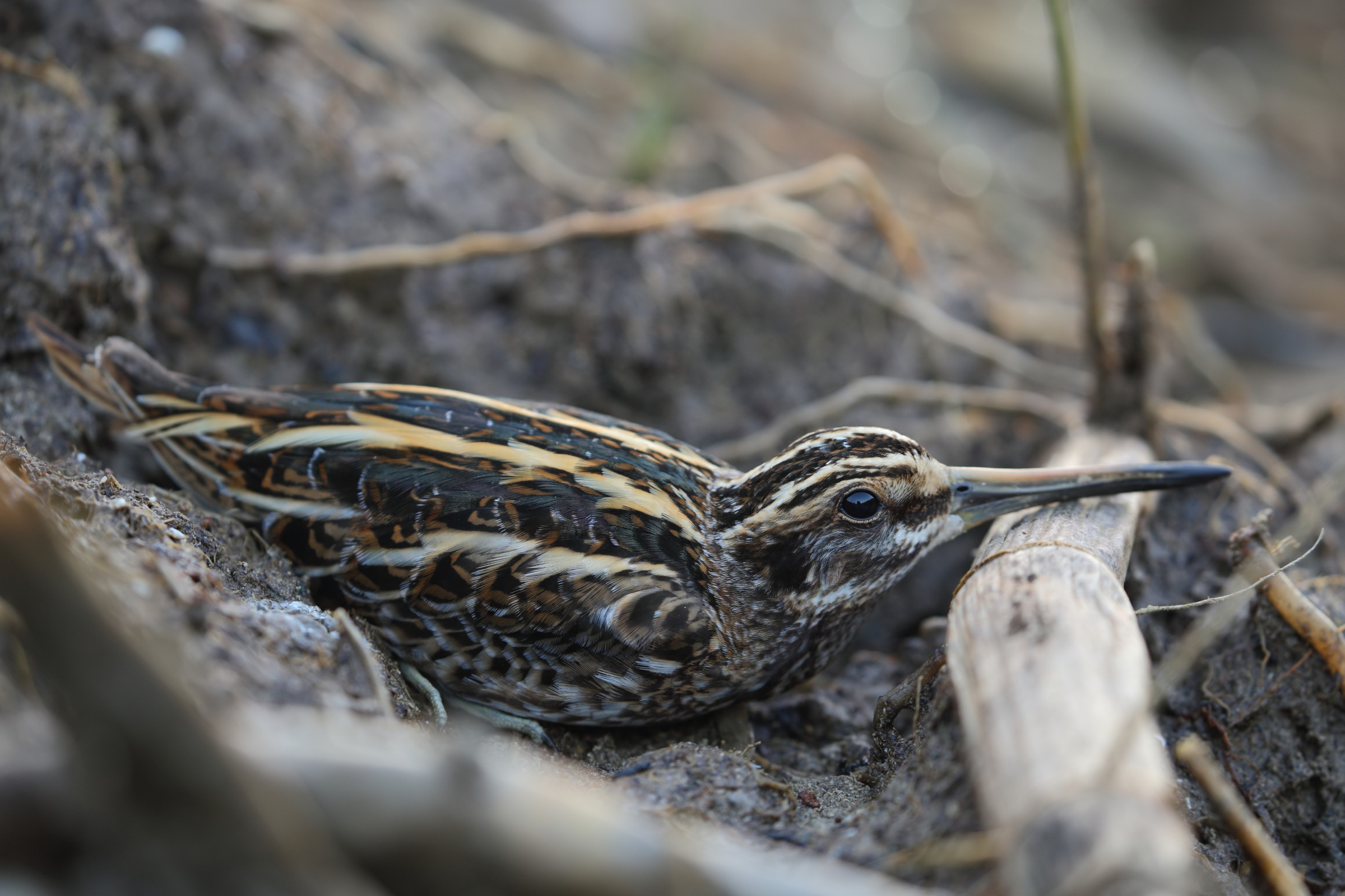 Frullino (Lymnocryptes minimus)