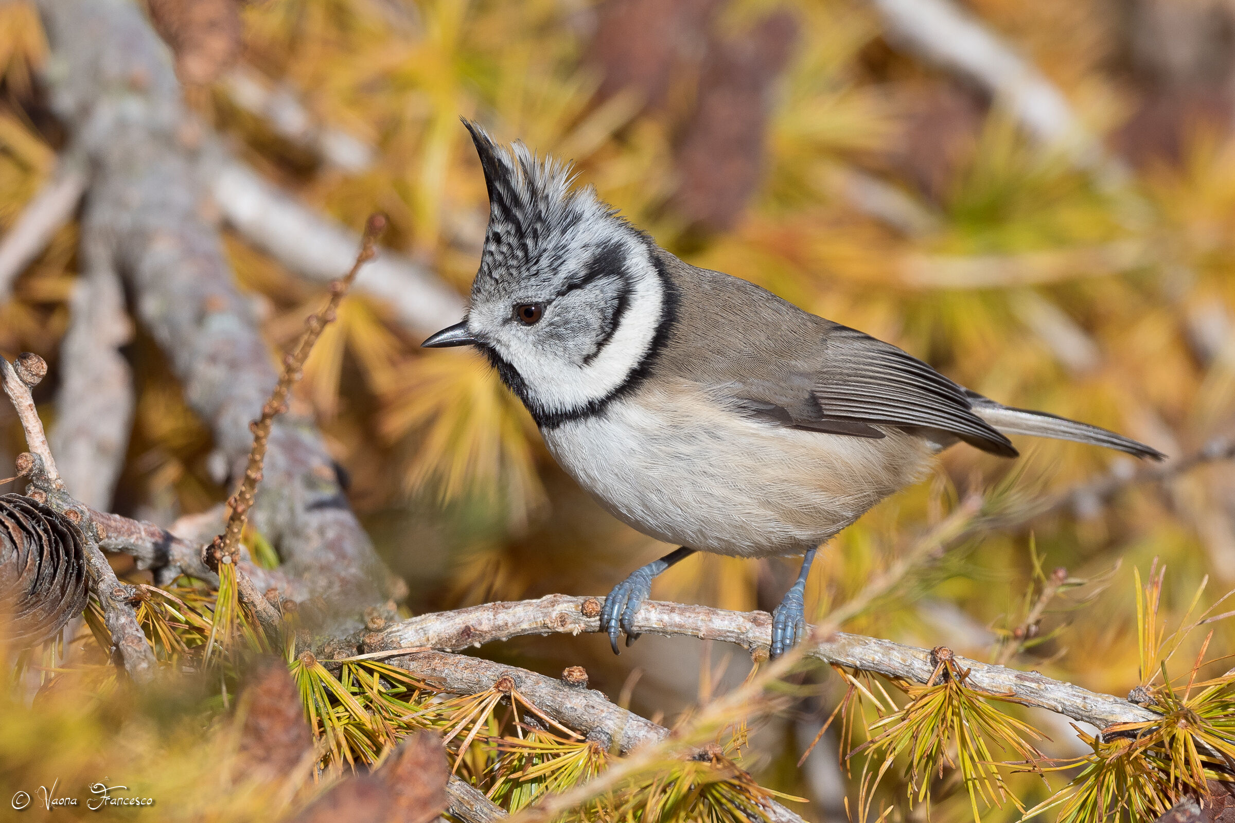 A black and white tuft among a thousand colored