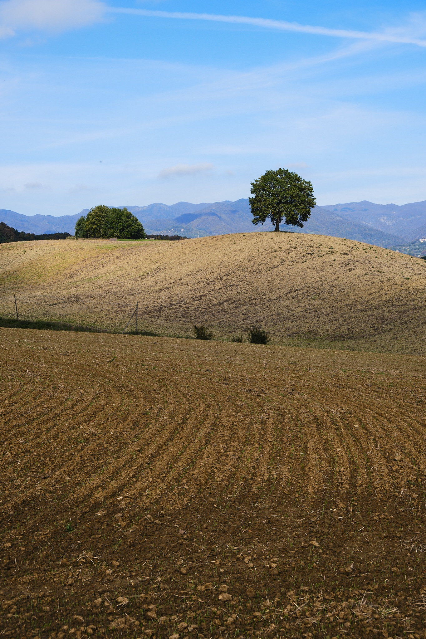 Piazzano Tree - Mugello