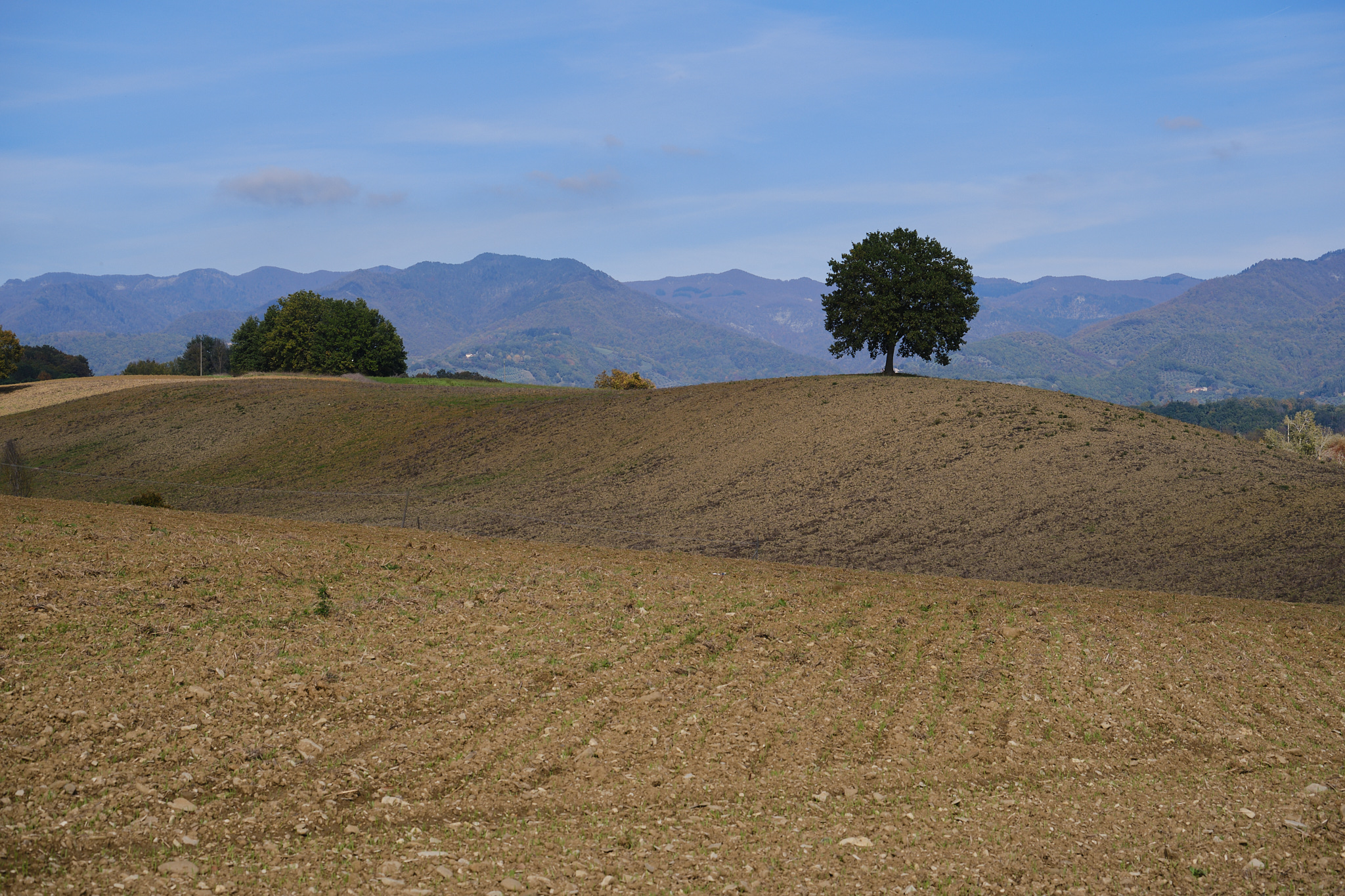 Piazzano Tree - Mugello