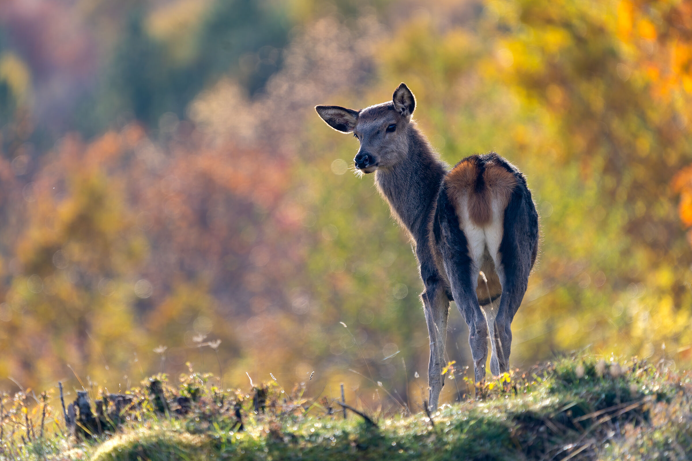Vieni con me? - Giovane cervo nobile