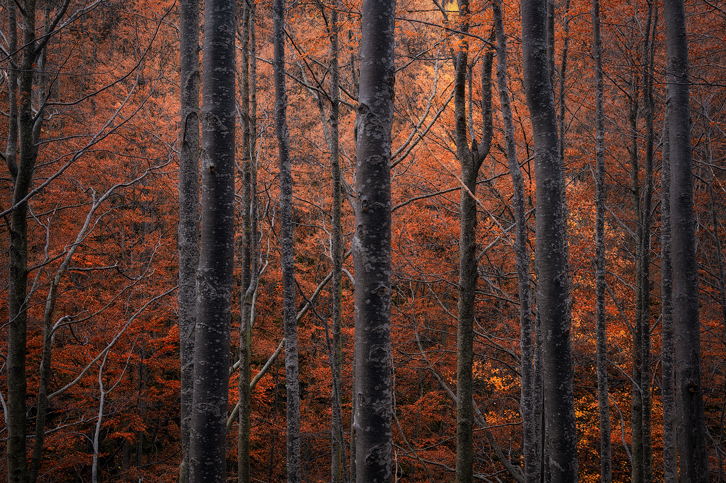 the colors of autumn.