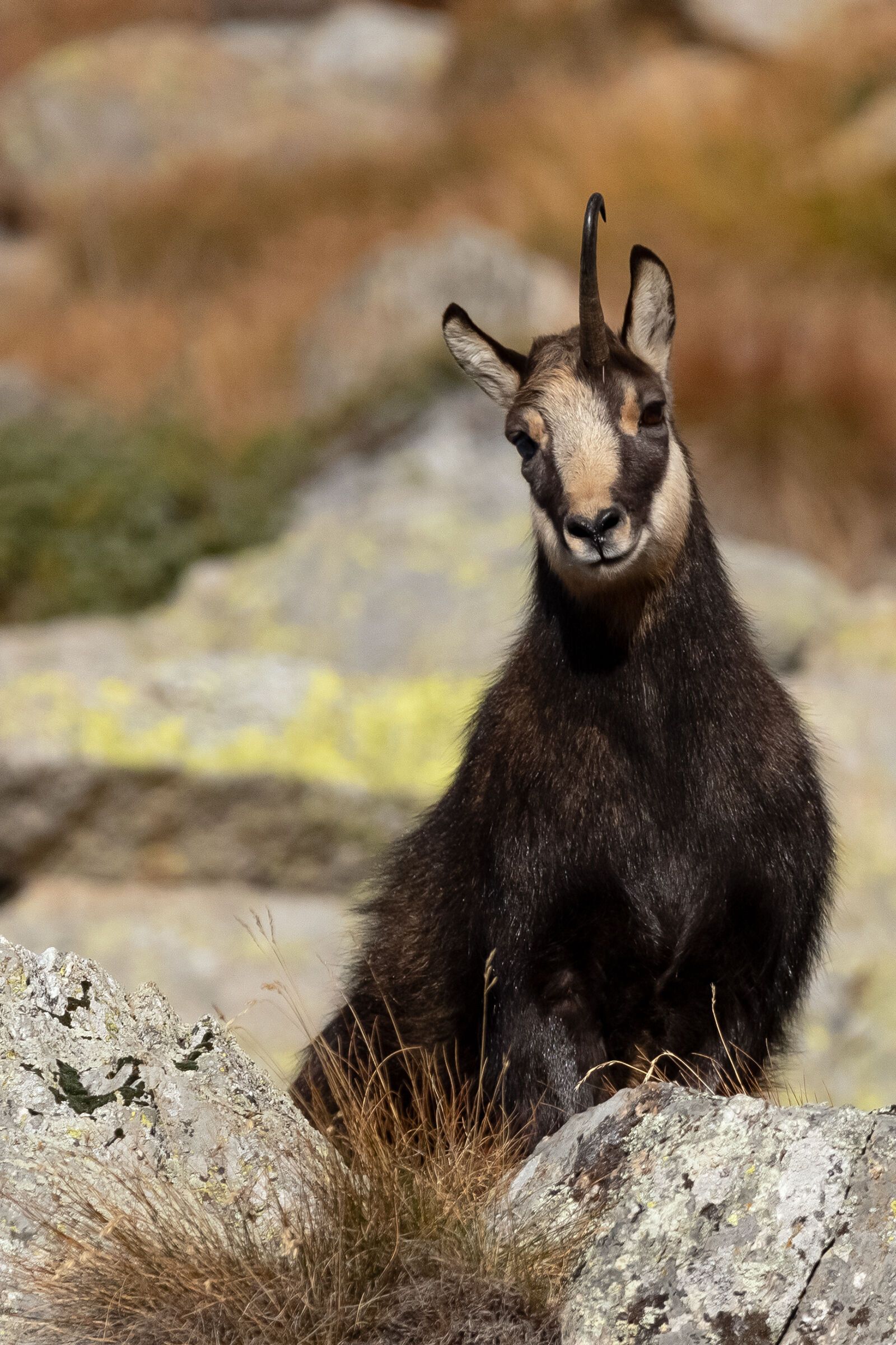 e' un camoscio o un unicorno??
