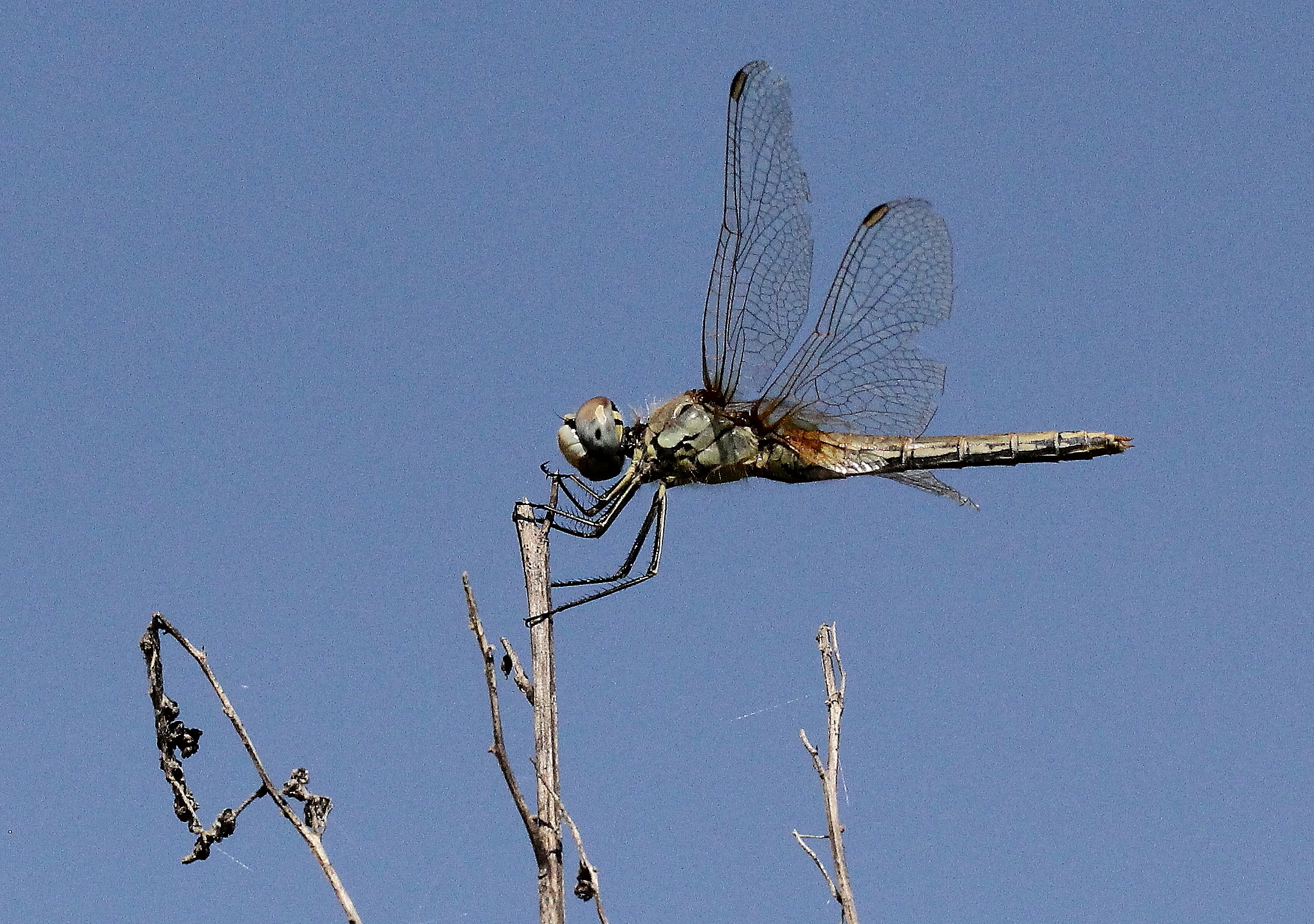Libellula ( Crocothemis erythraea M)