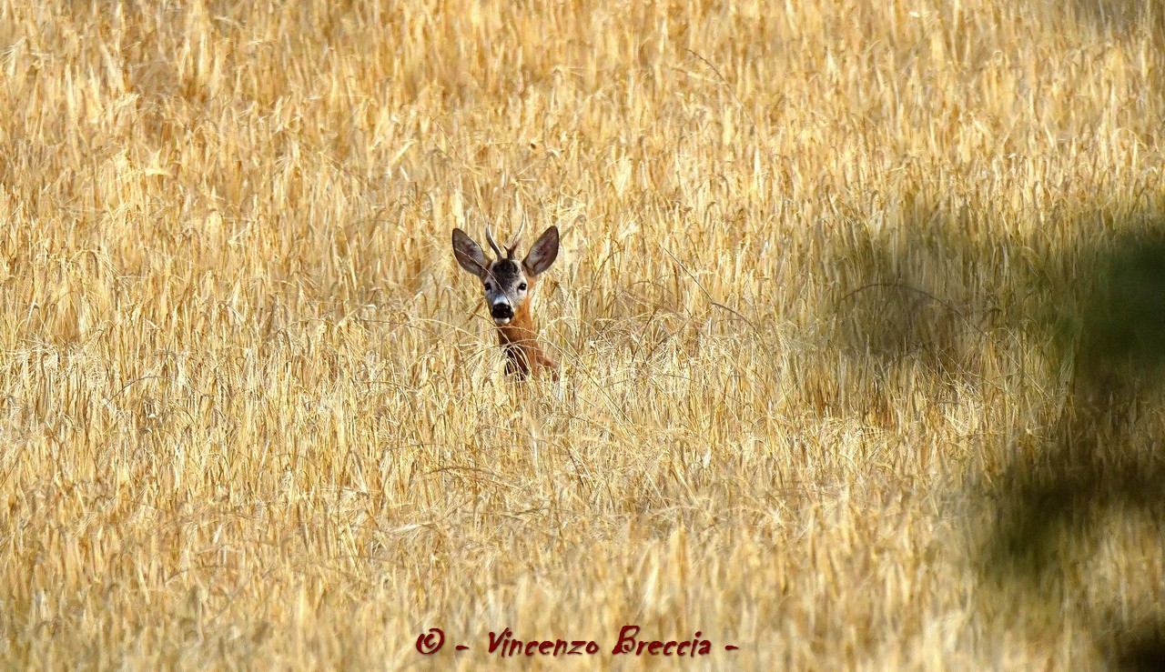 THE HEAD EMERGES FROM THE YELLOW SEA