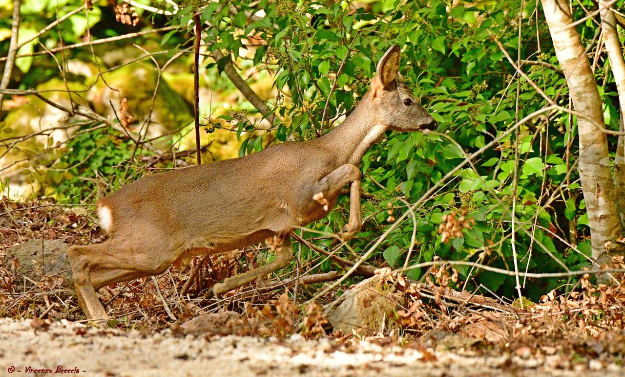 FEMALE ROE DEER AT THE TIME OF THROWING HERSELF INTO THE THI...