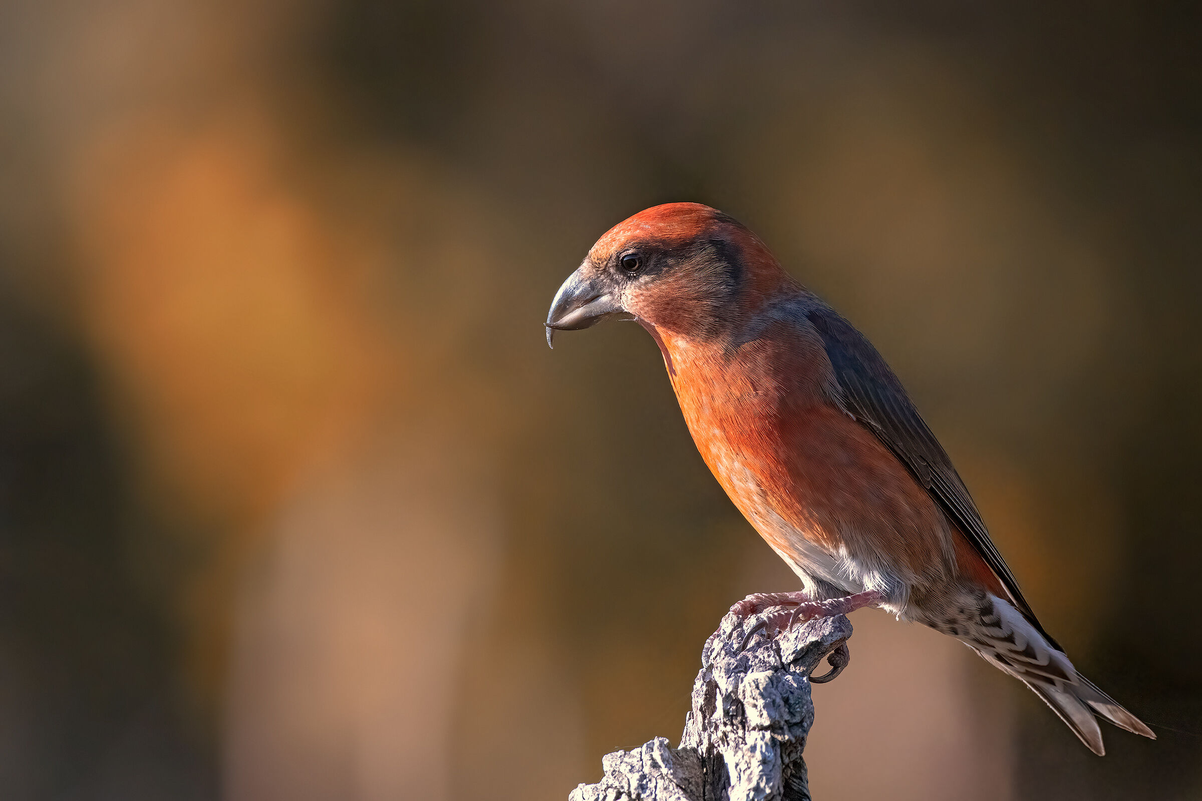 Crociere maschio (Loxia curvirostra) - Autunno 2020