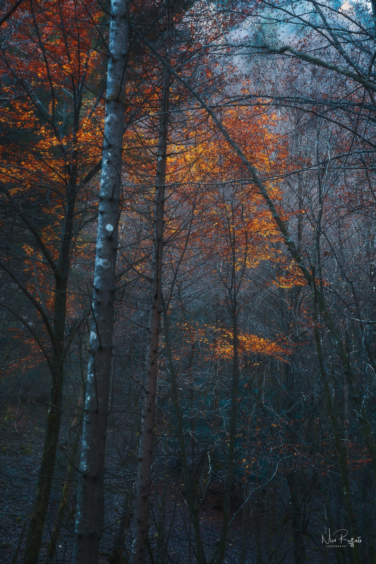 Cala in the evening in the forest