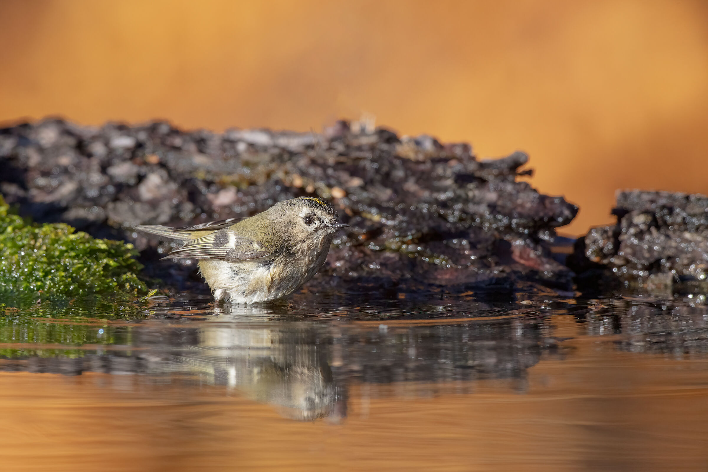 Regolo in un bagno di colore