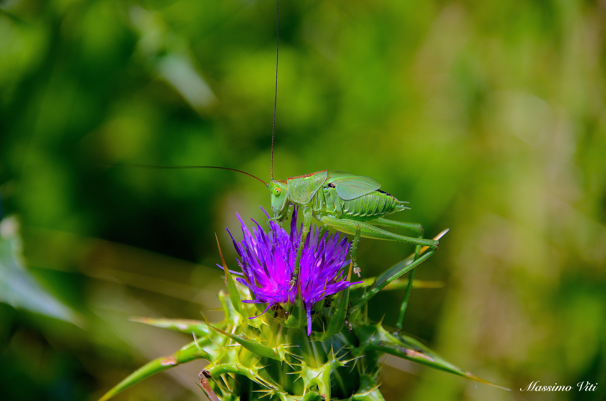 Tettigonia viridissima