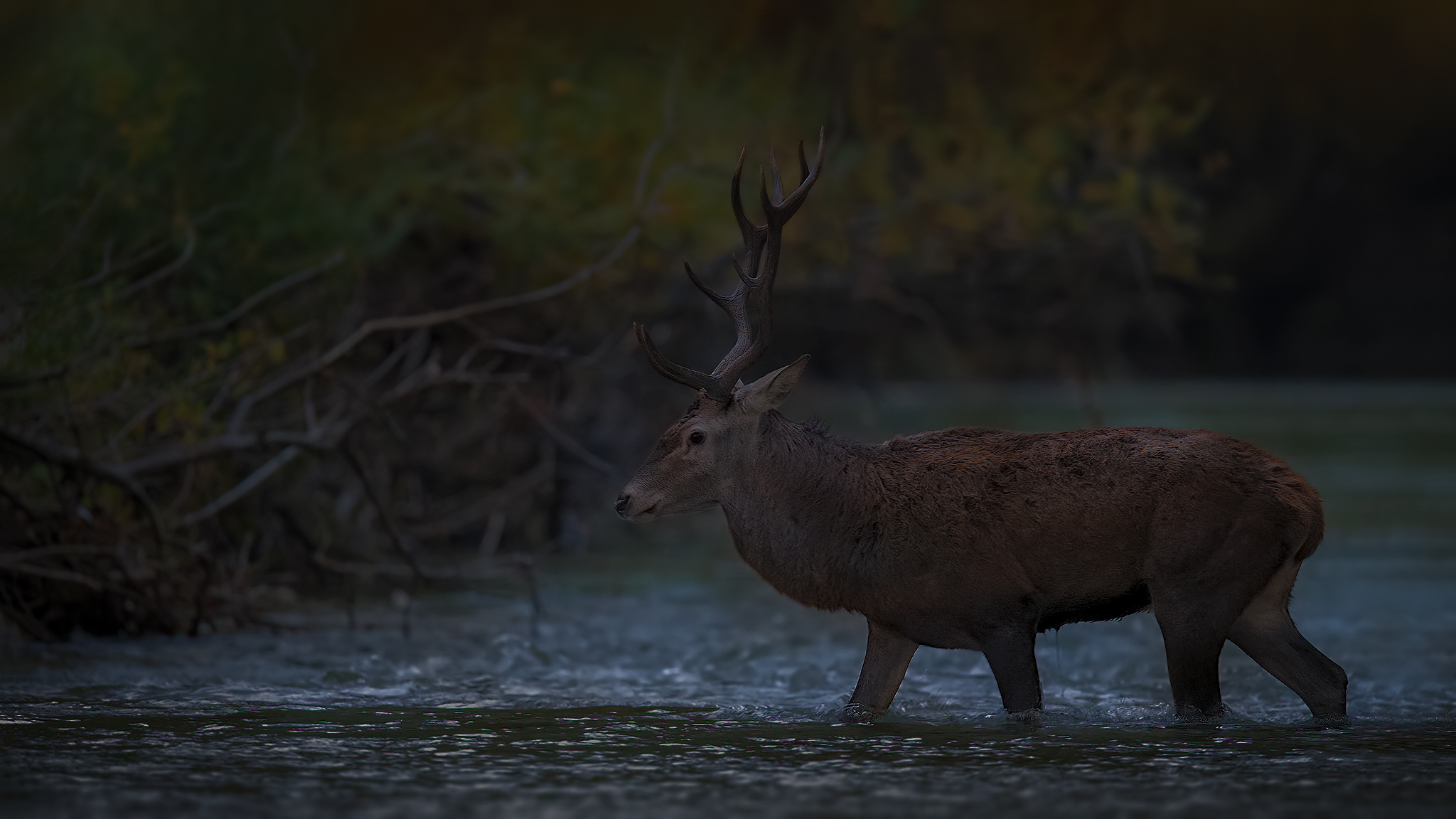Deer