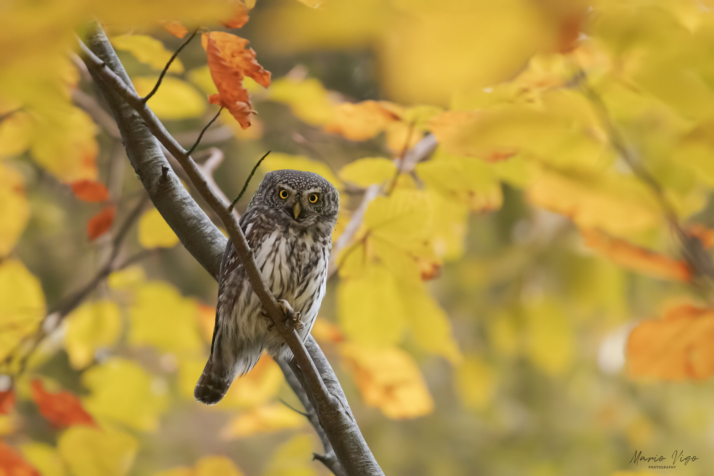 L'autunno della civetta nana