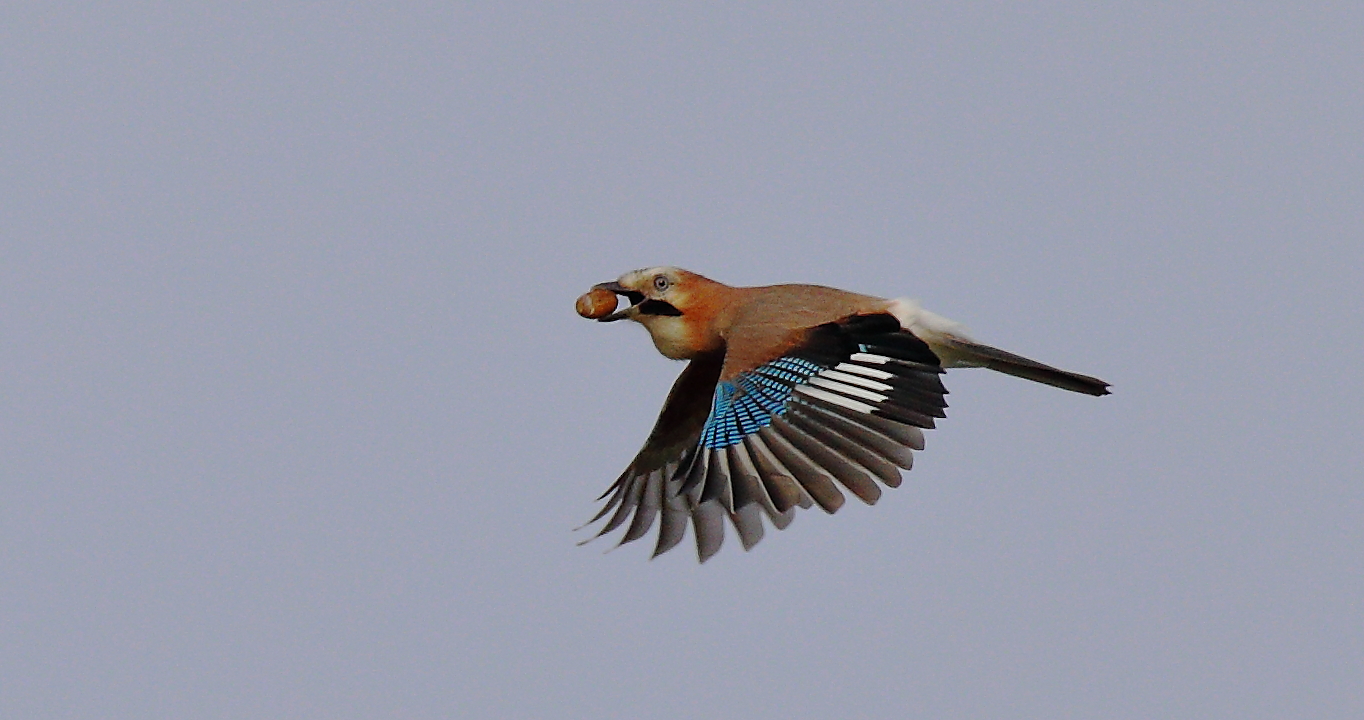 ghiandaia con ghiande