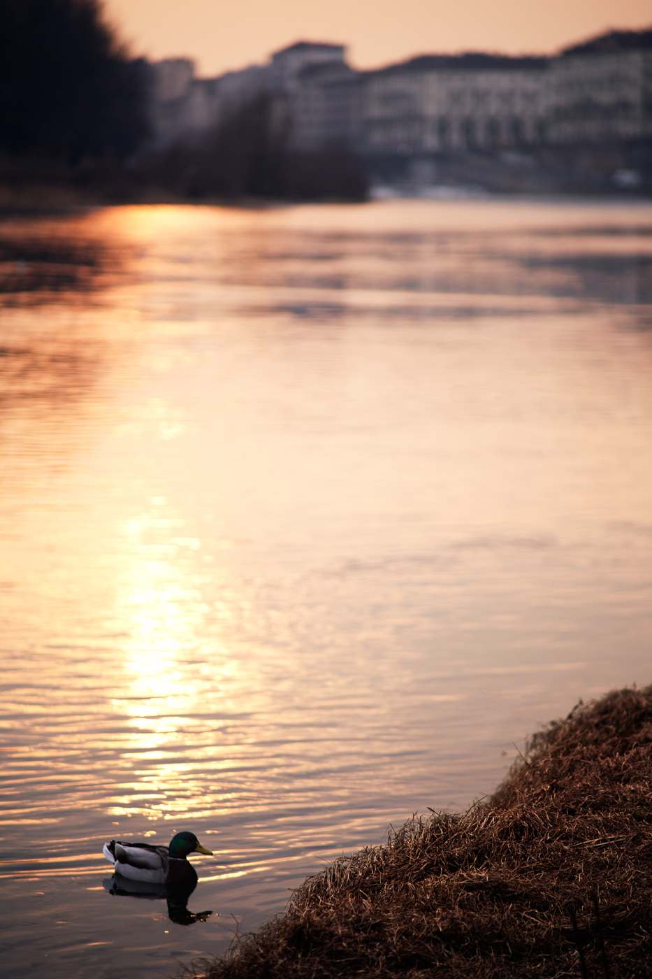 Sole Ramoscello Licaone