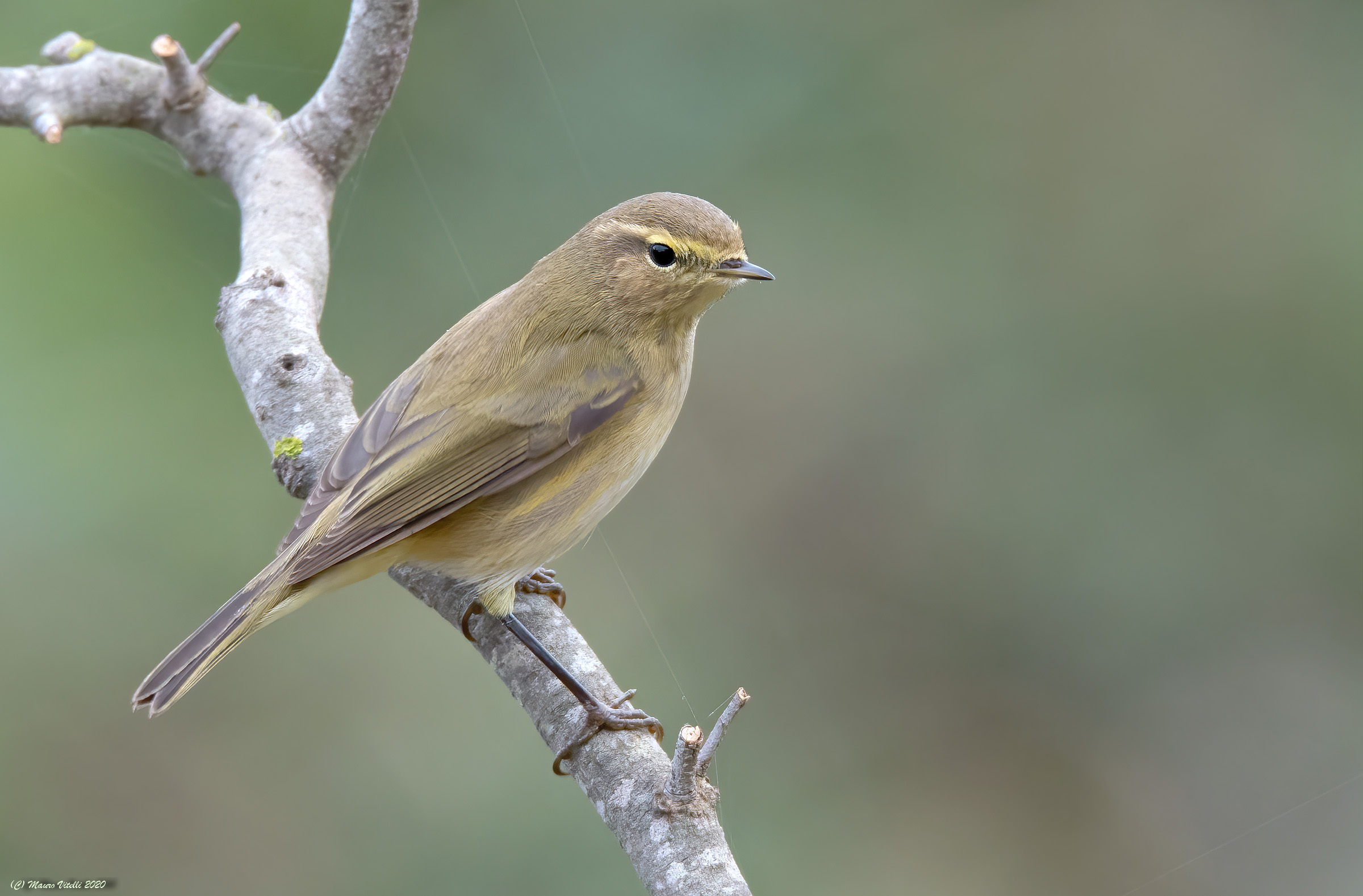 Luì Piccolo (Phylloscopus collybita)
