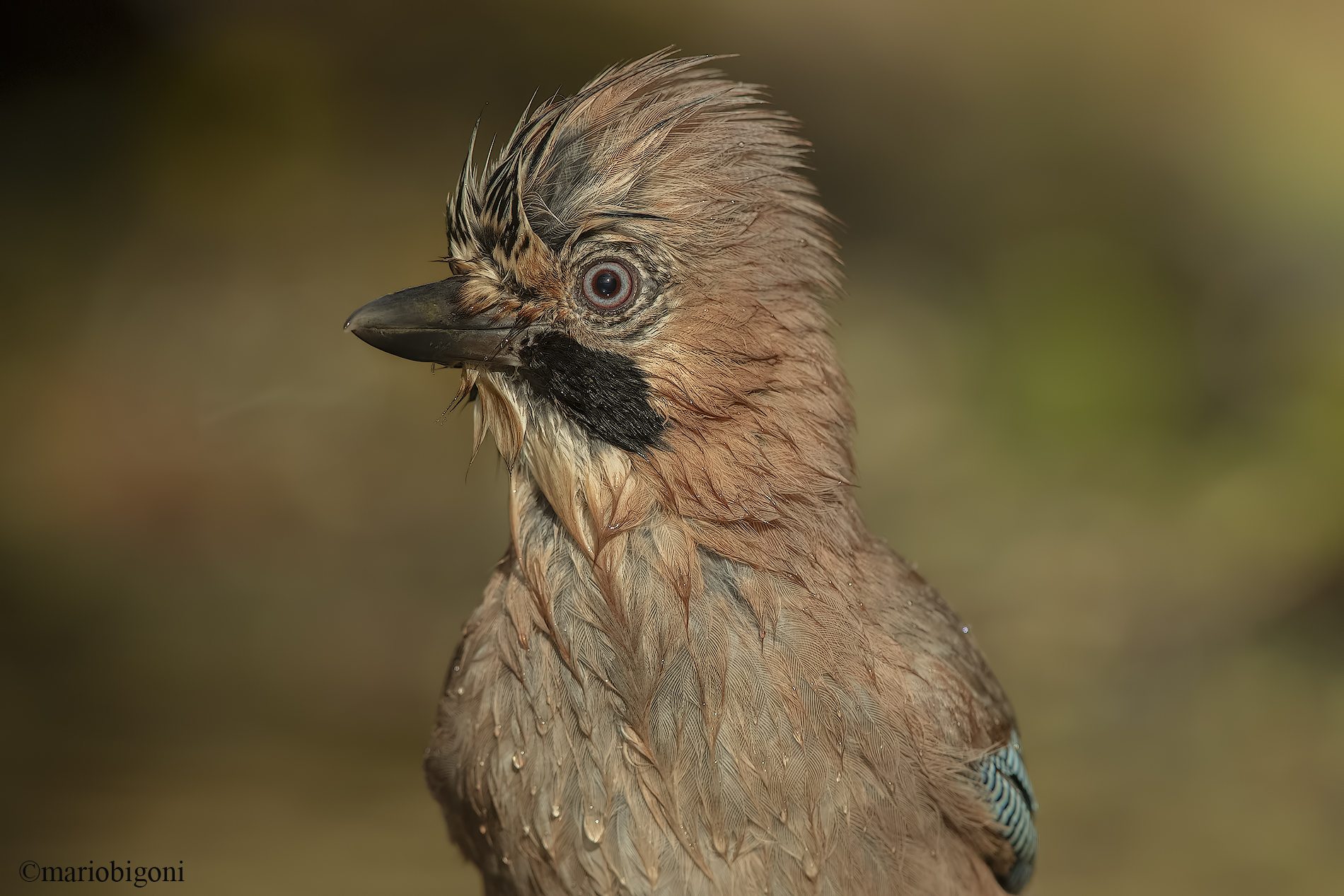 Jay