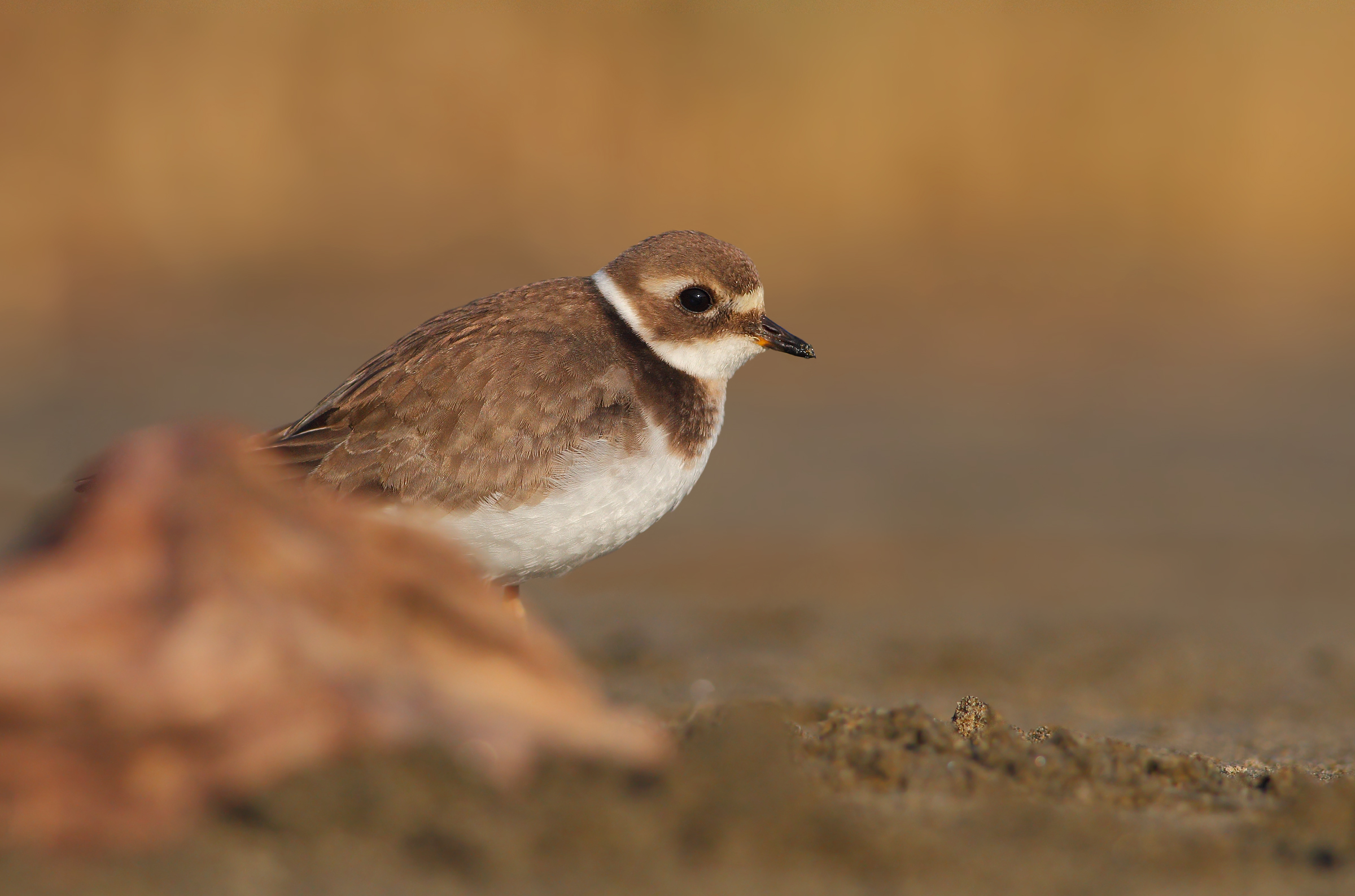Tra le sfumature di colore