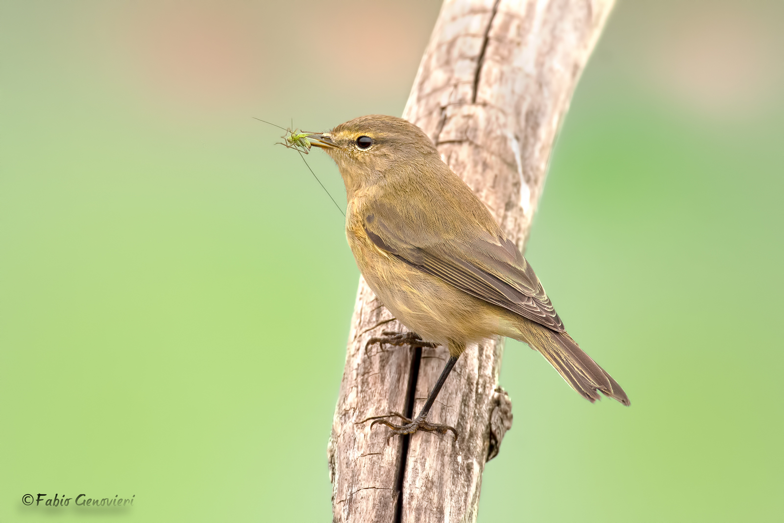 Luì Piccolo con preda