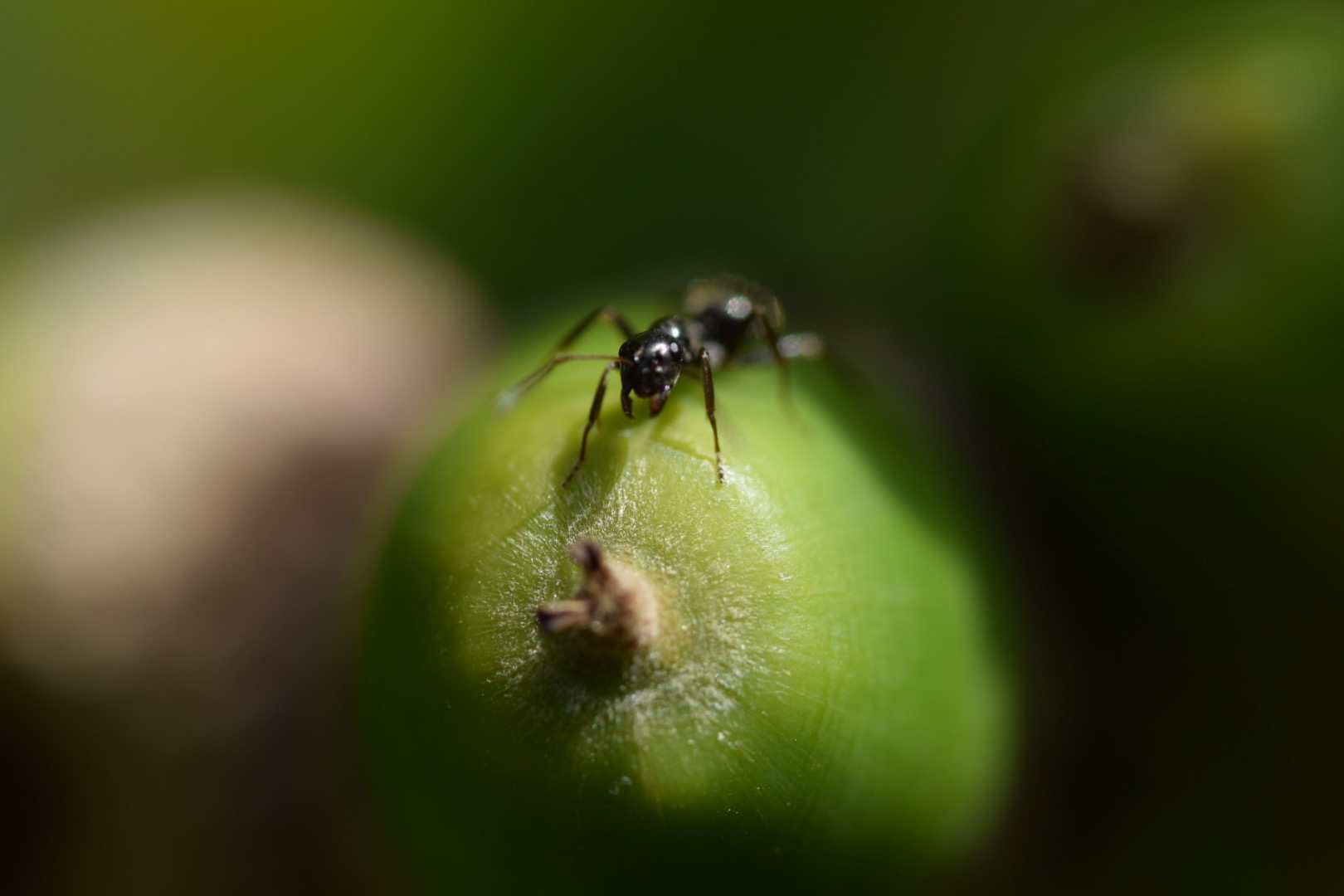 Ant on acorn