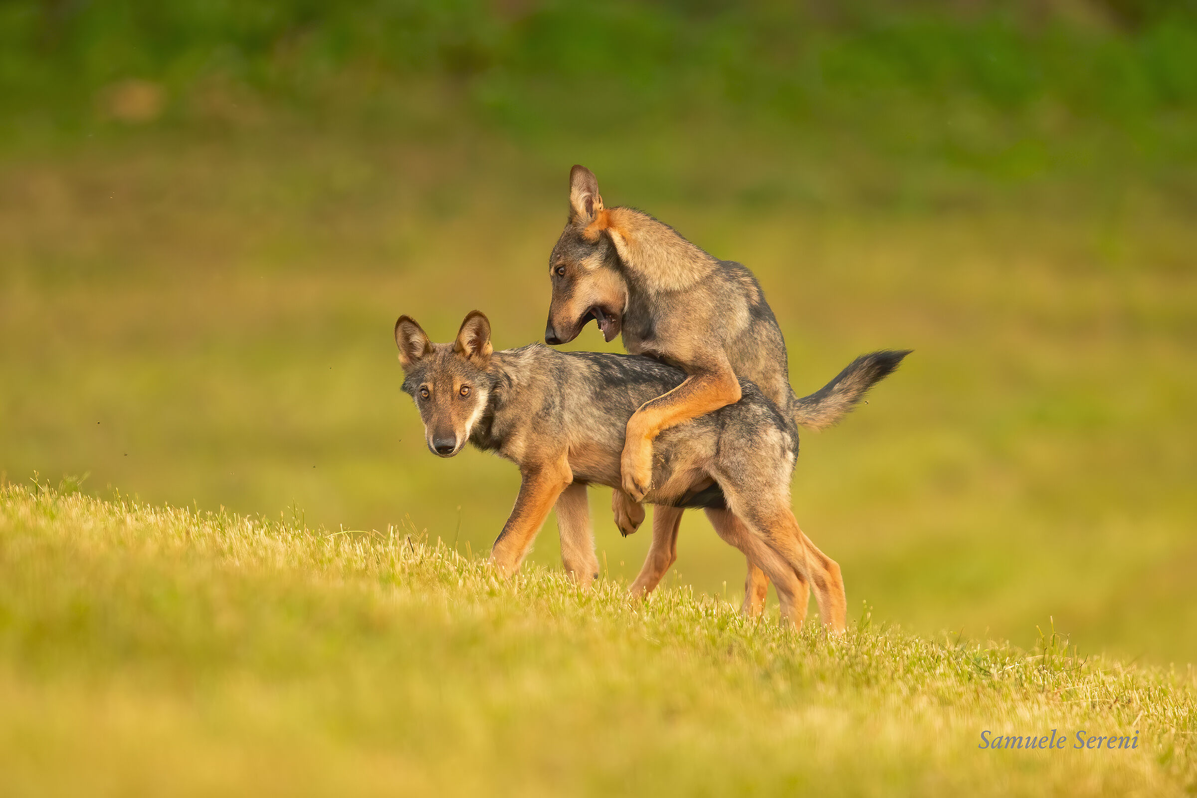 Un momento di gioco tra cuccioli