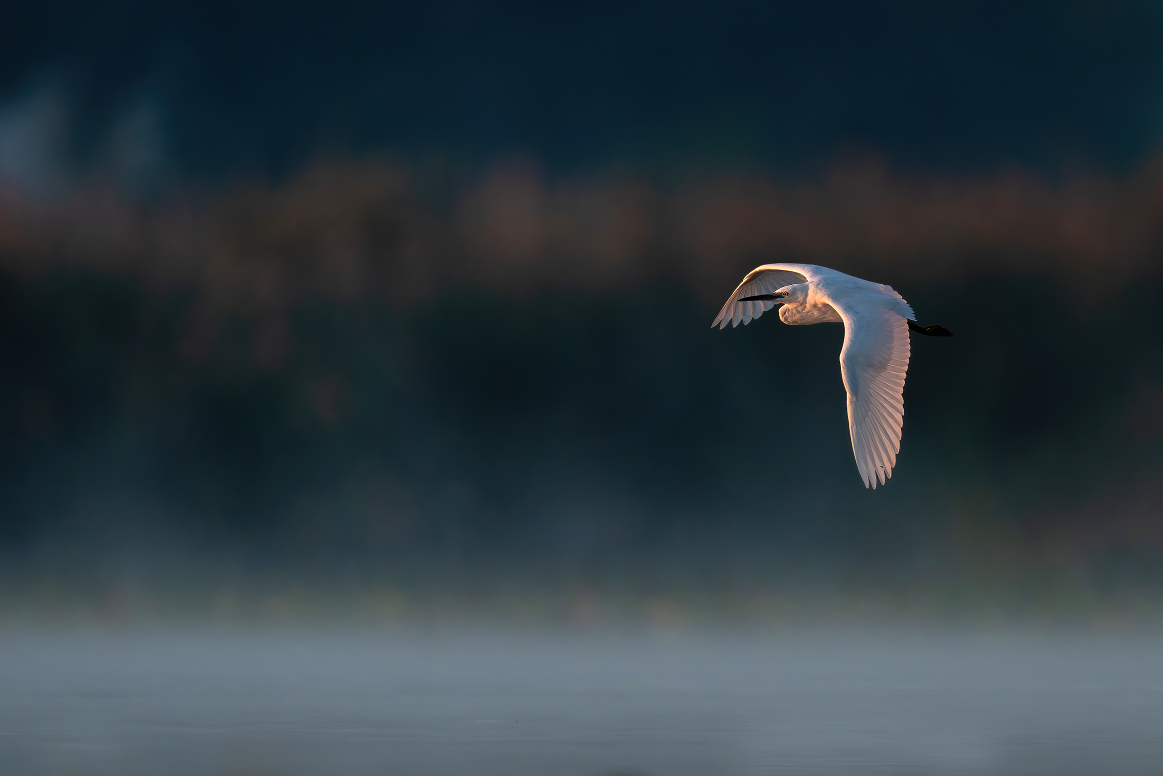 Prima luce in palude