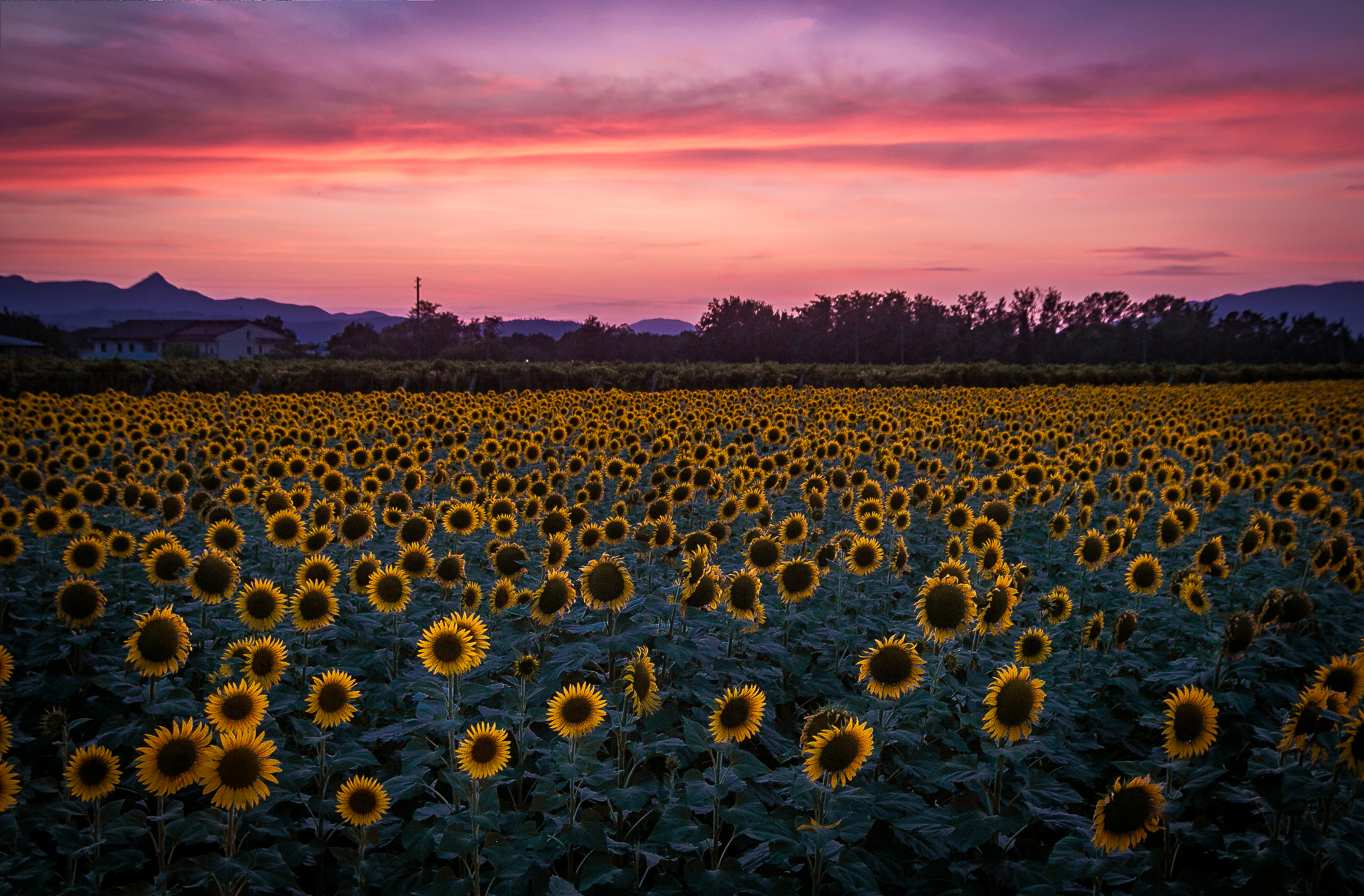 Sunflower field
