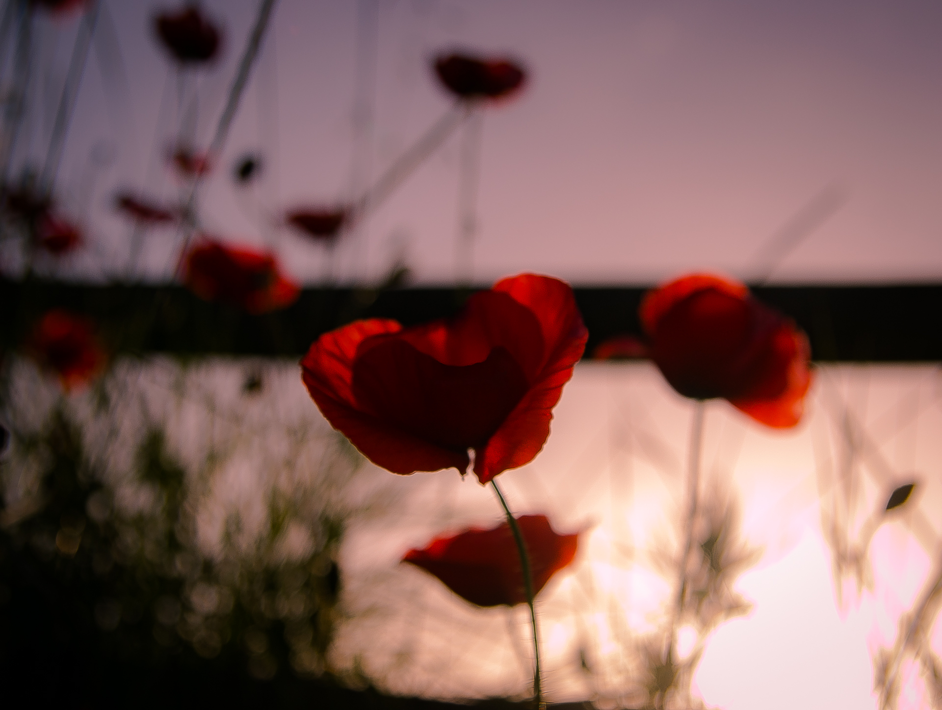 Poppy drops