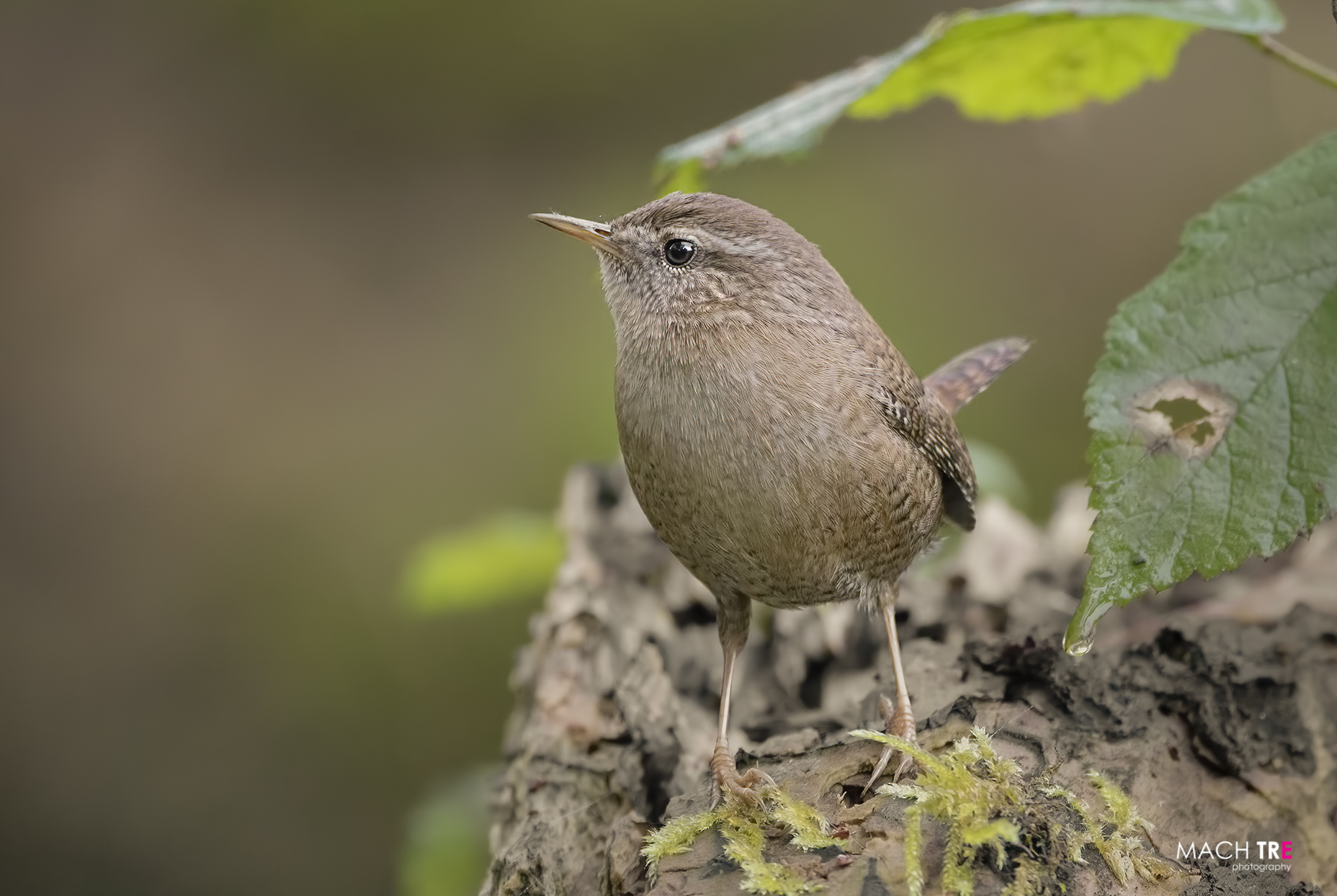 Scricciolo (Troglodytes troglodytes)