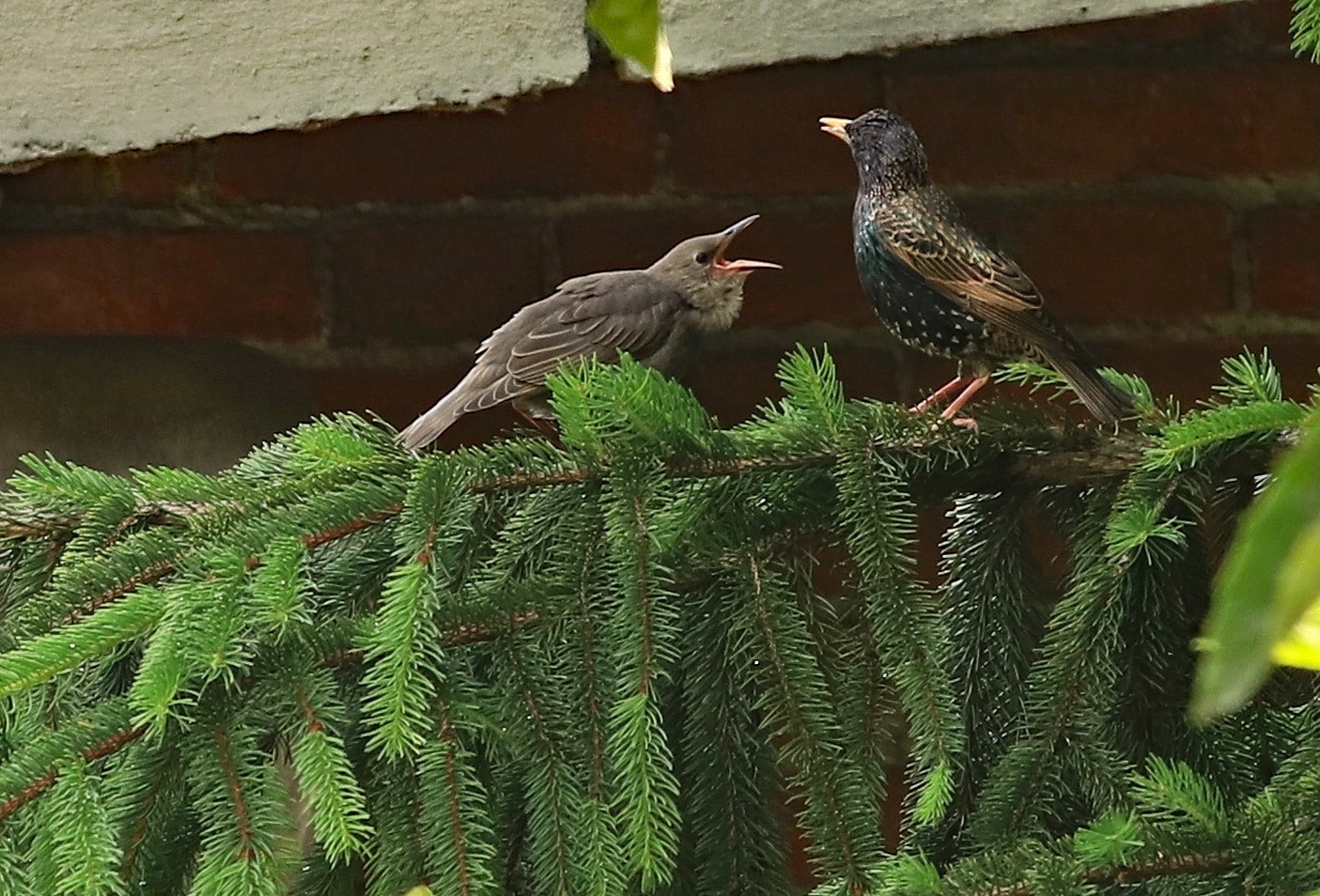 Baruffe arboricole (viste da molto lontano ....)