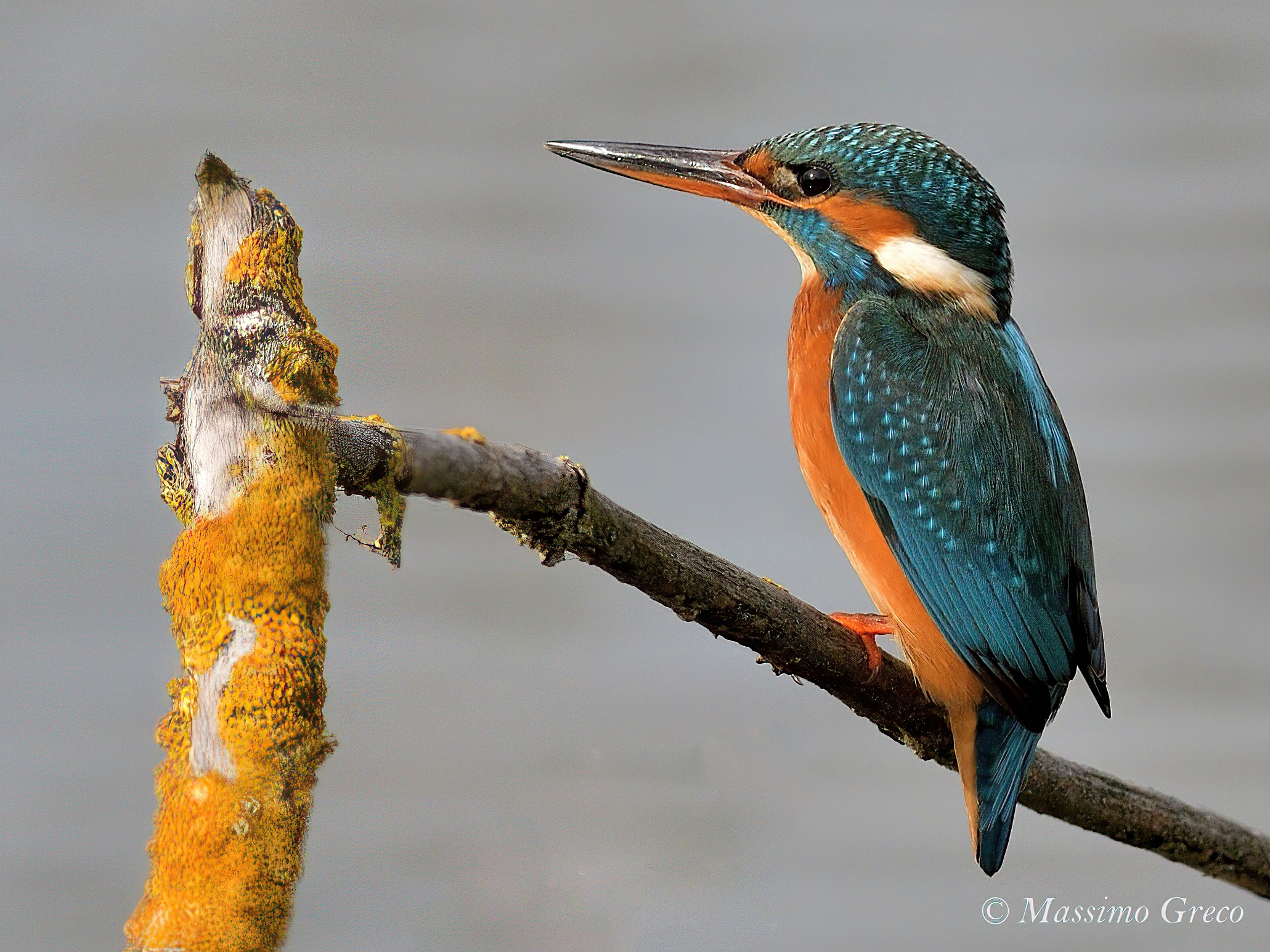 Femmina di Martin pescatore