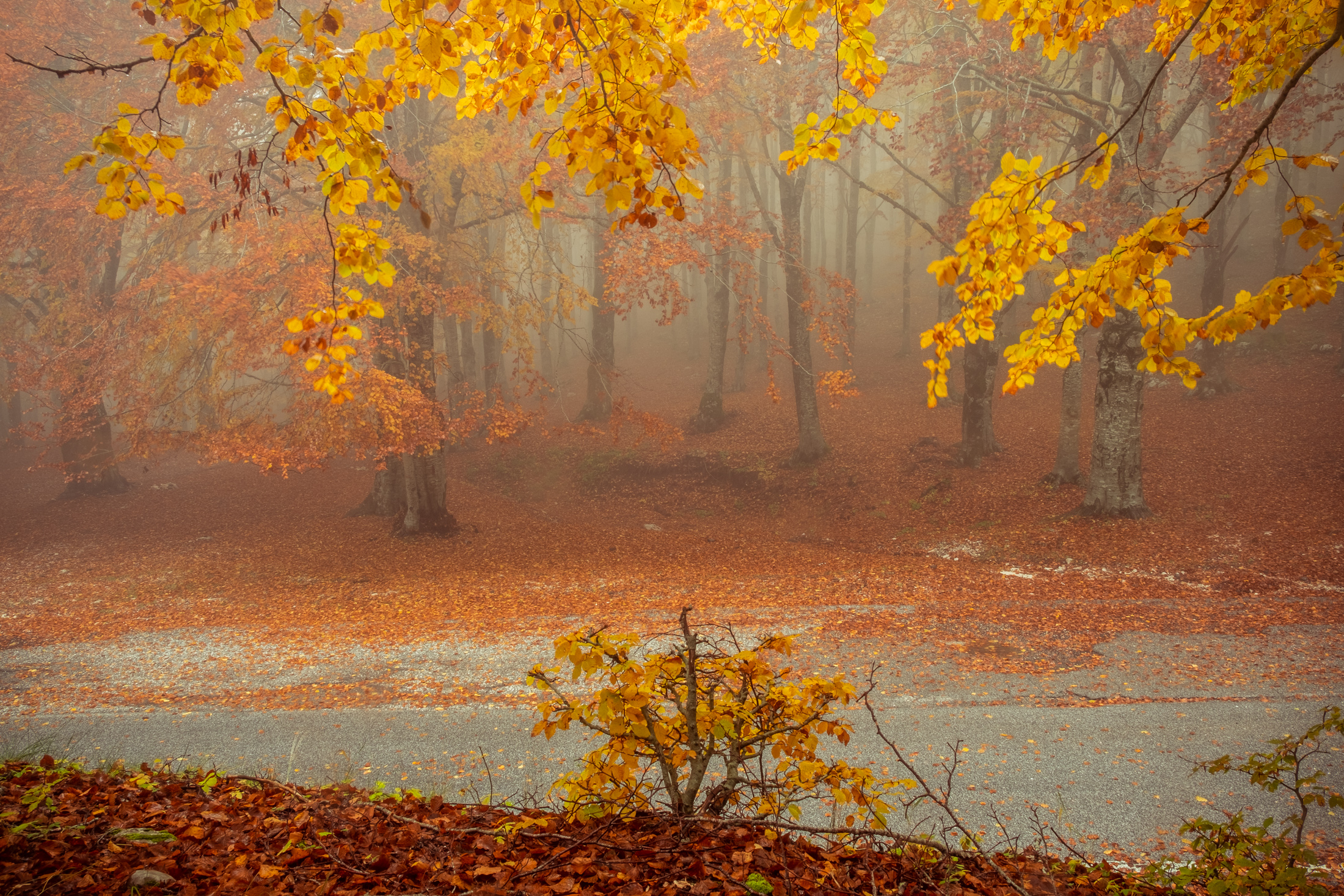 The Golden Wood - Golden Woodland