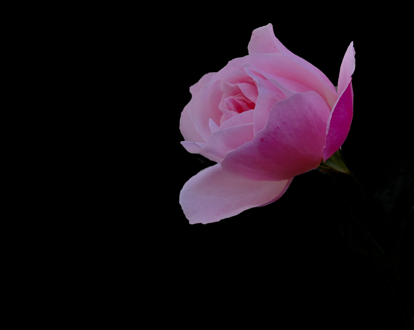 In the name of pink, pink