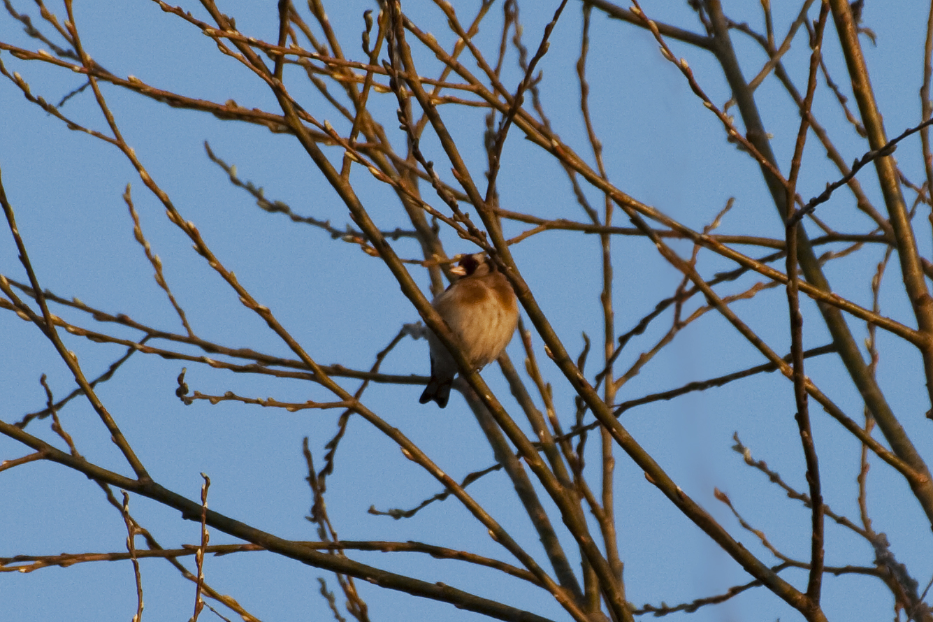 Carduelis carduelis