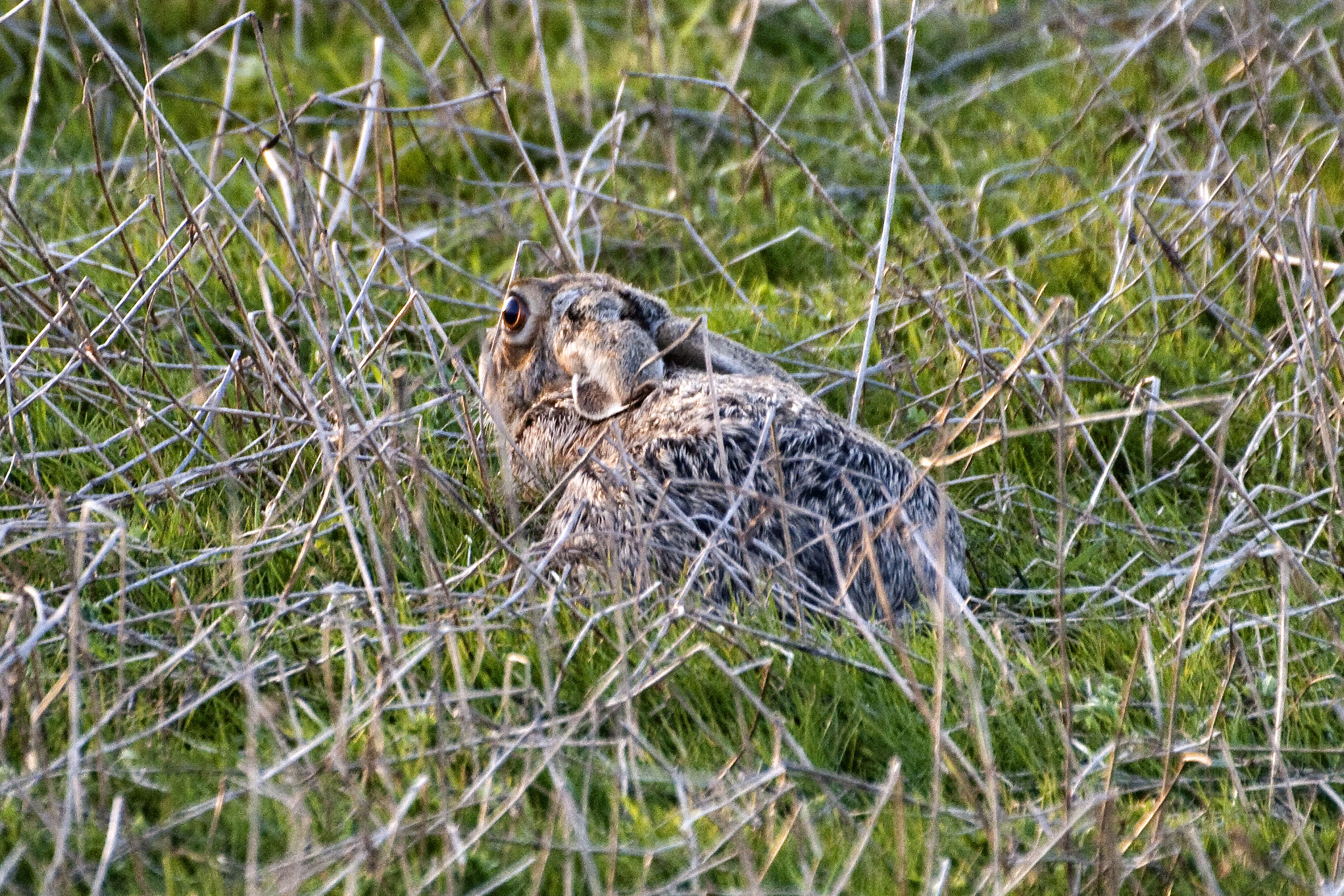 Lepus europaeus