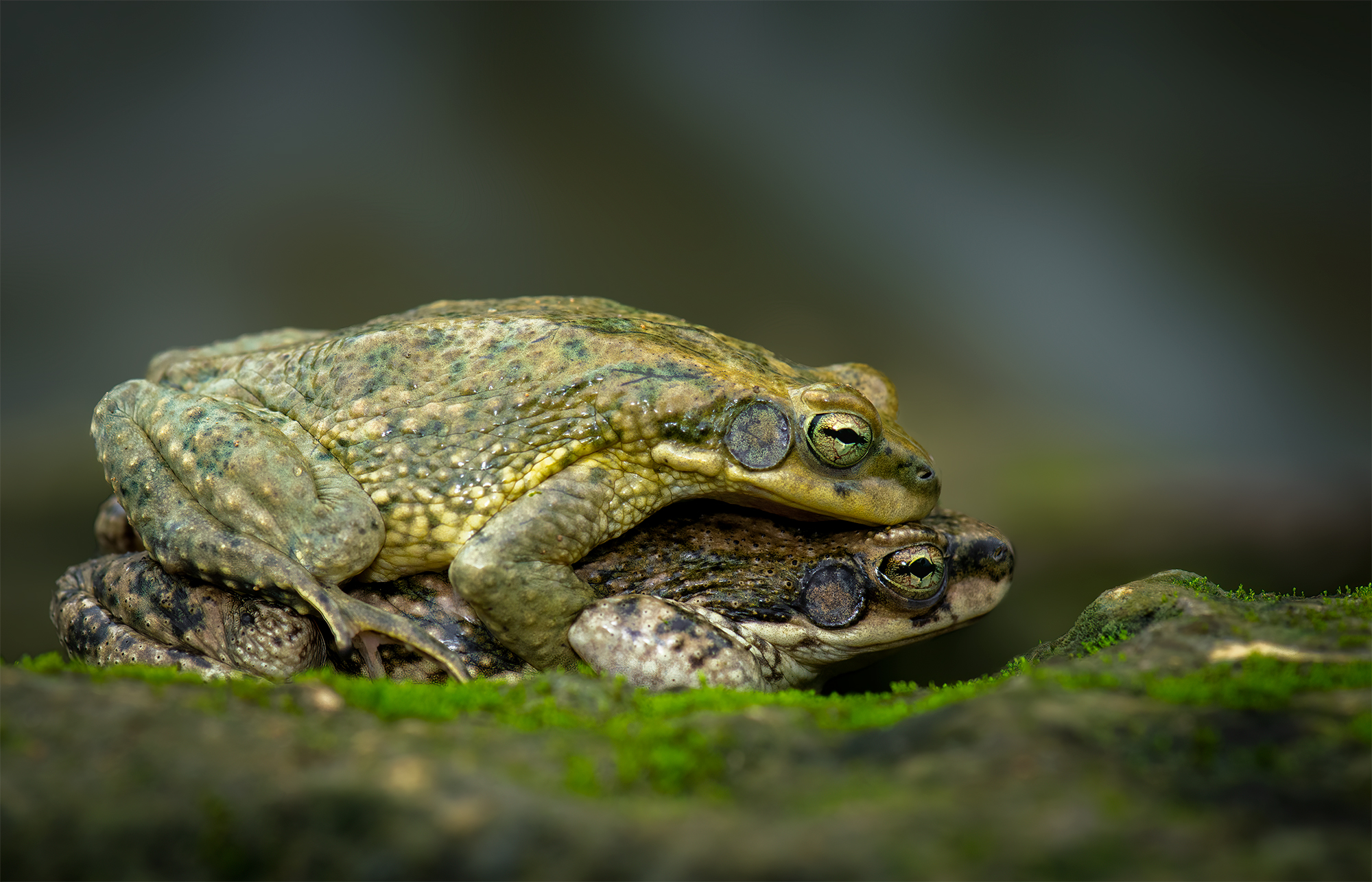 Dhofar Toad