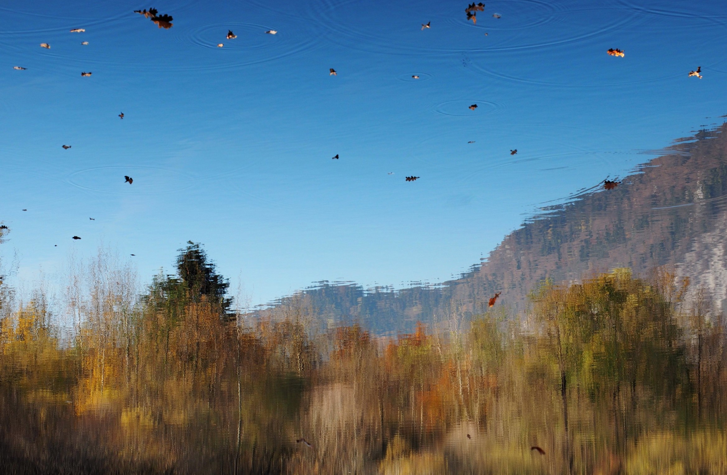 Il volo delle foglie