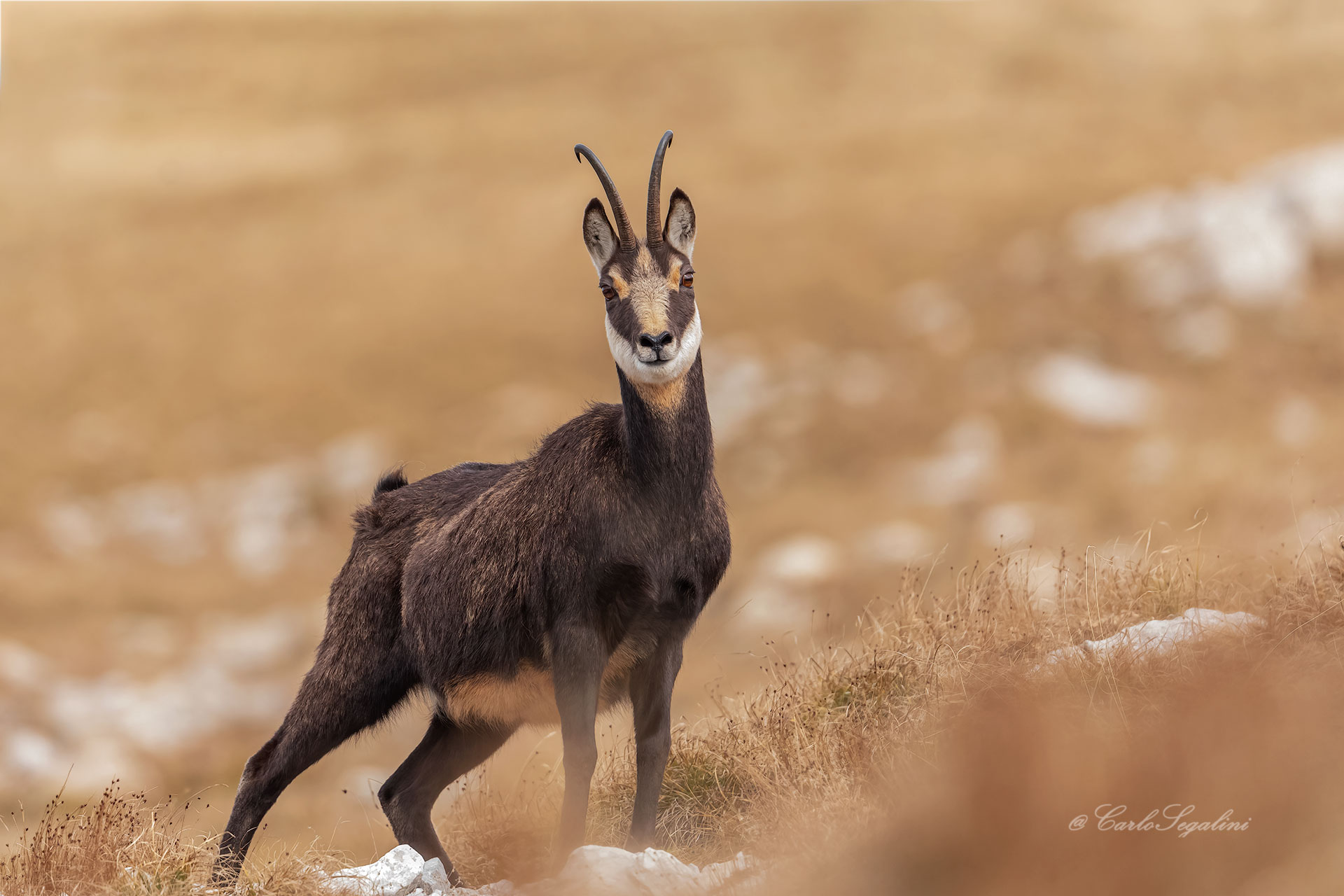 Camoscietta in abito invernale