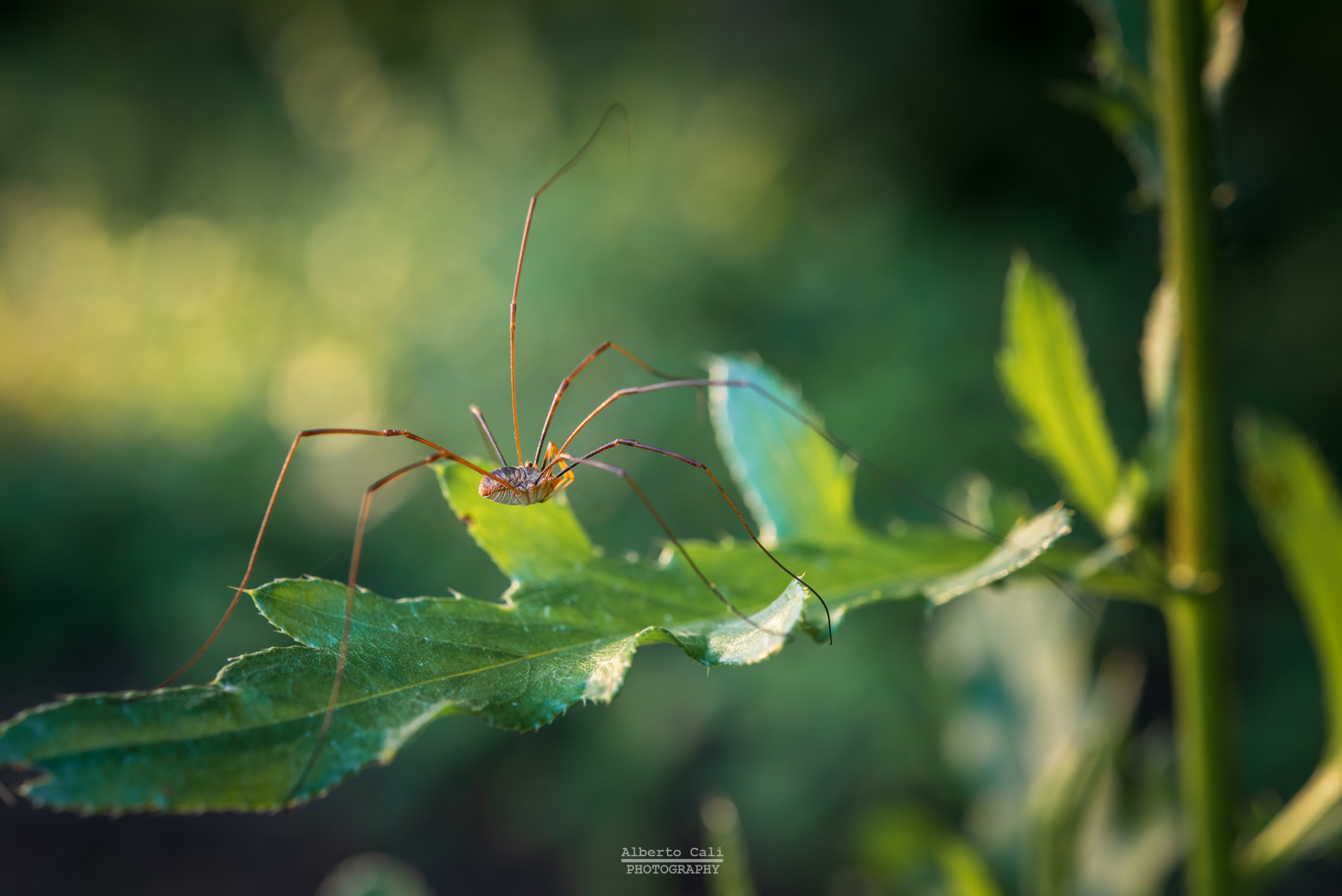 Opilione (Opiliones)