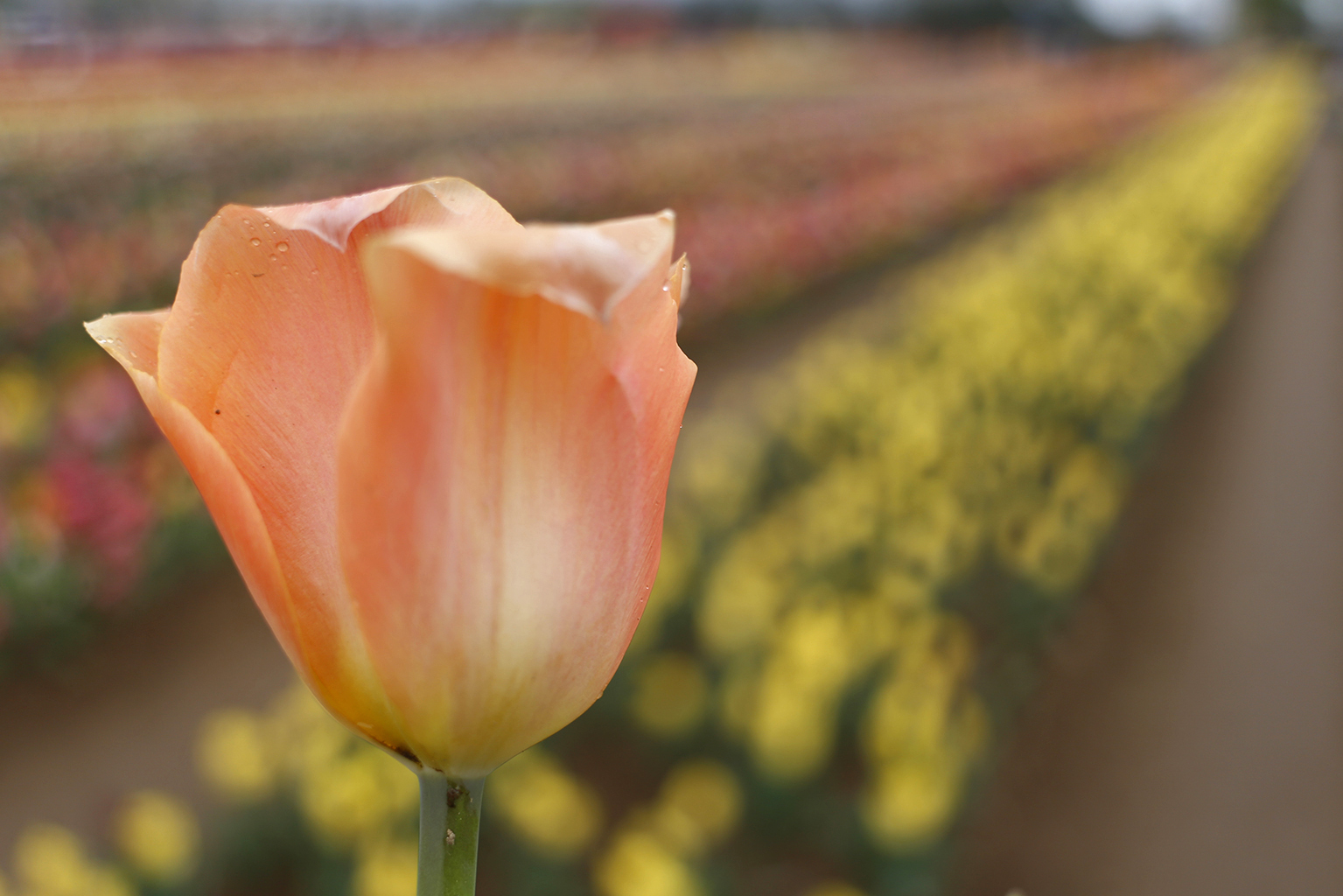 Tulipano tra i tulipani