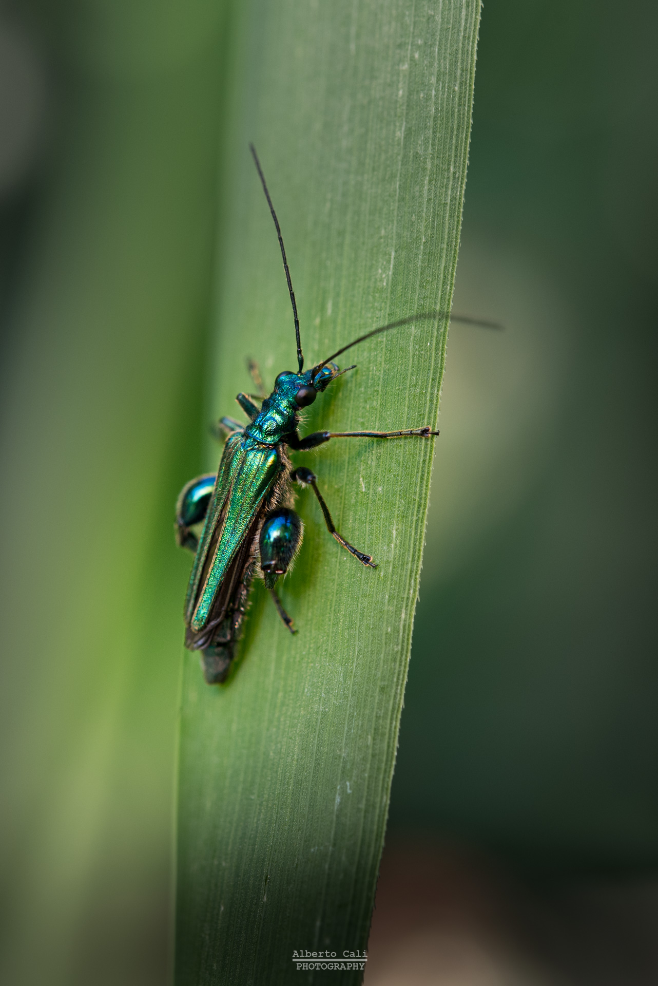 Oedemera flavipes