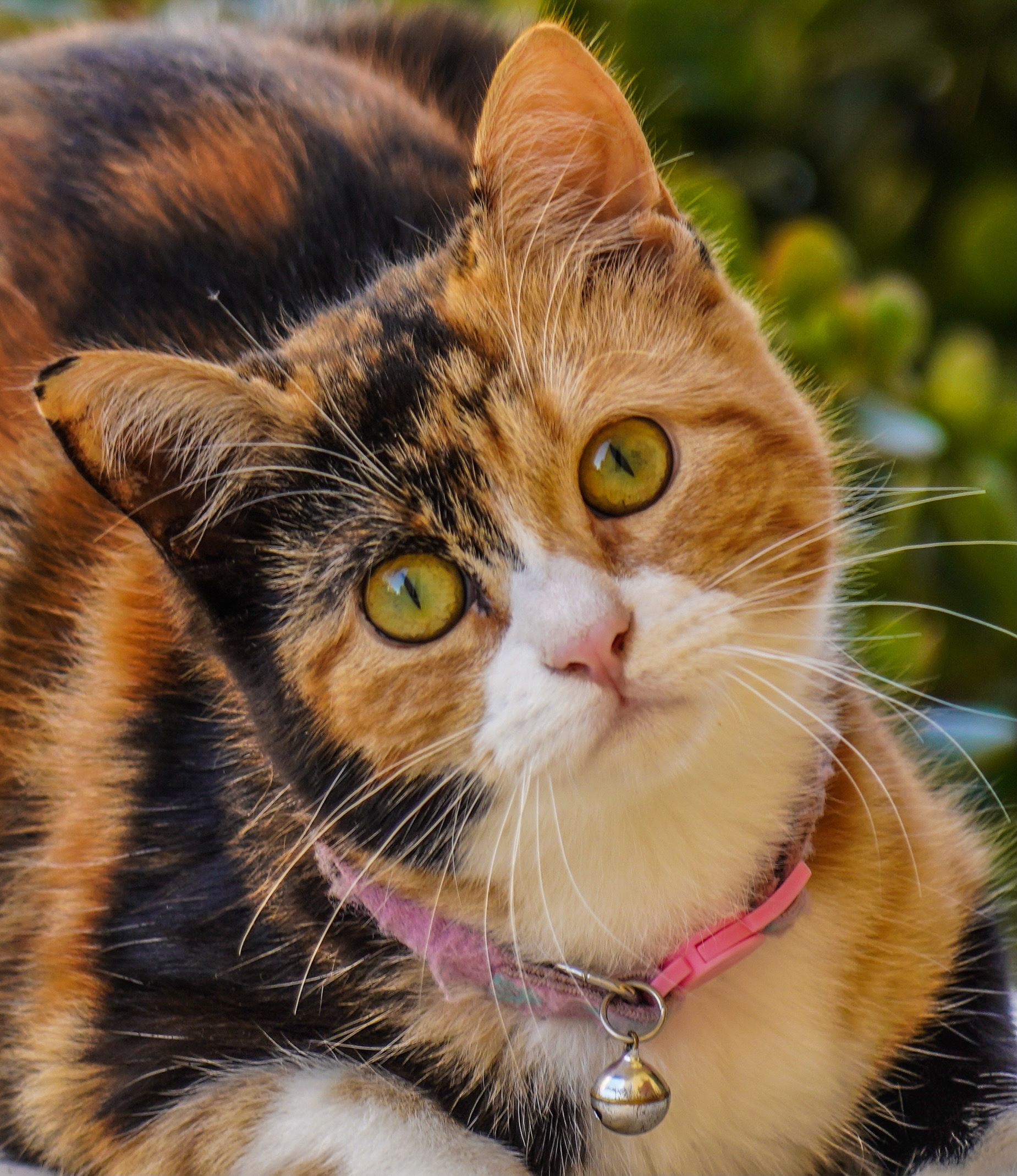 Lo sguardo del gattino