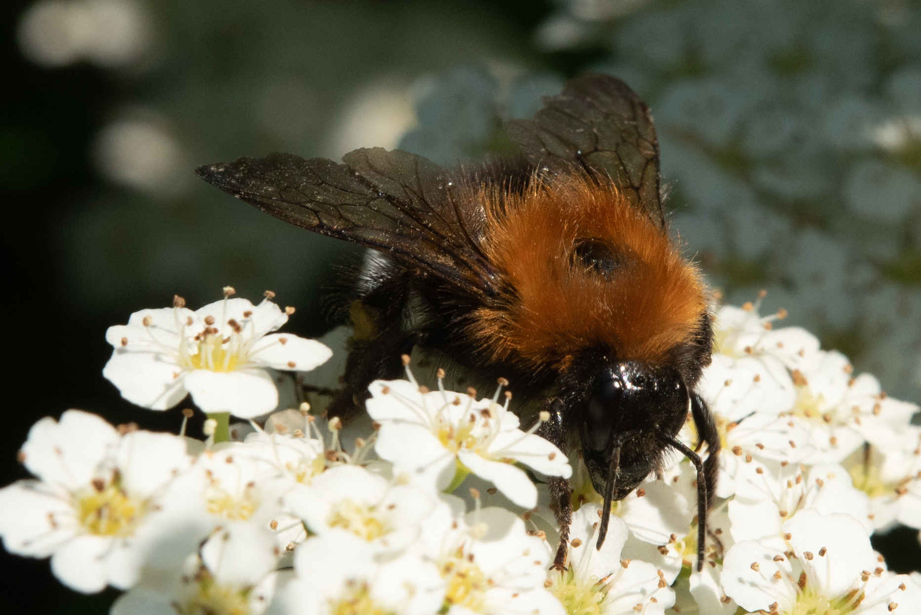 Il mastodontico bombo